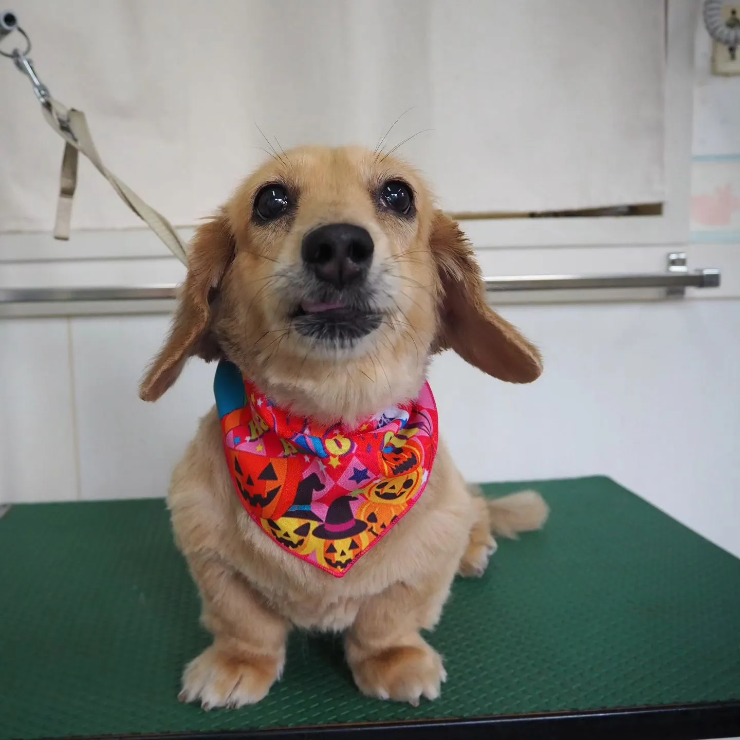 【トリミング】