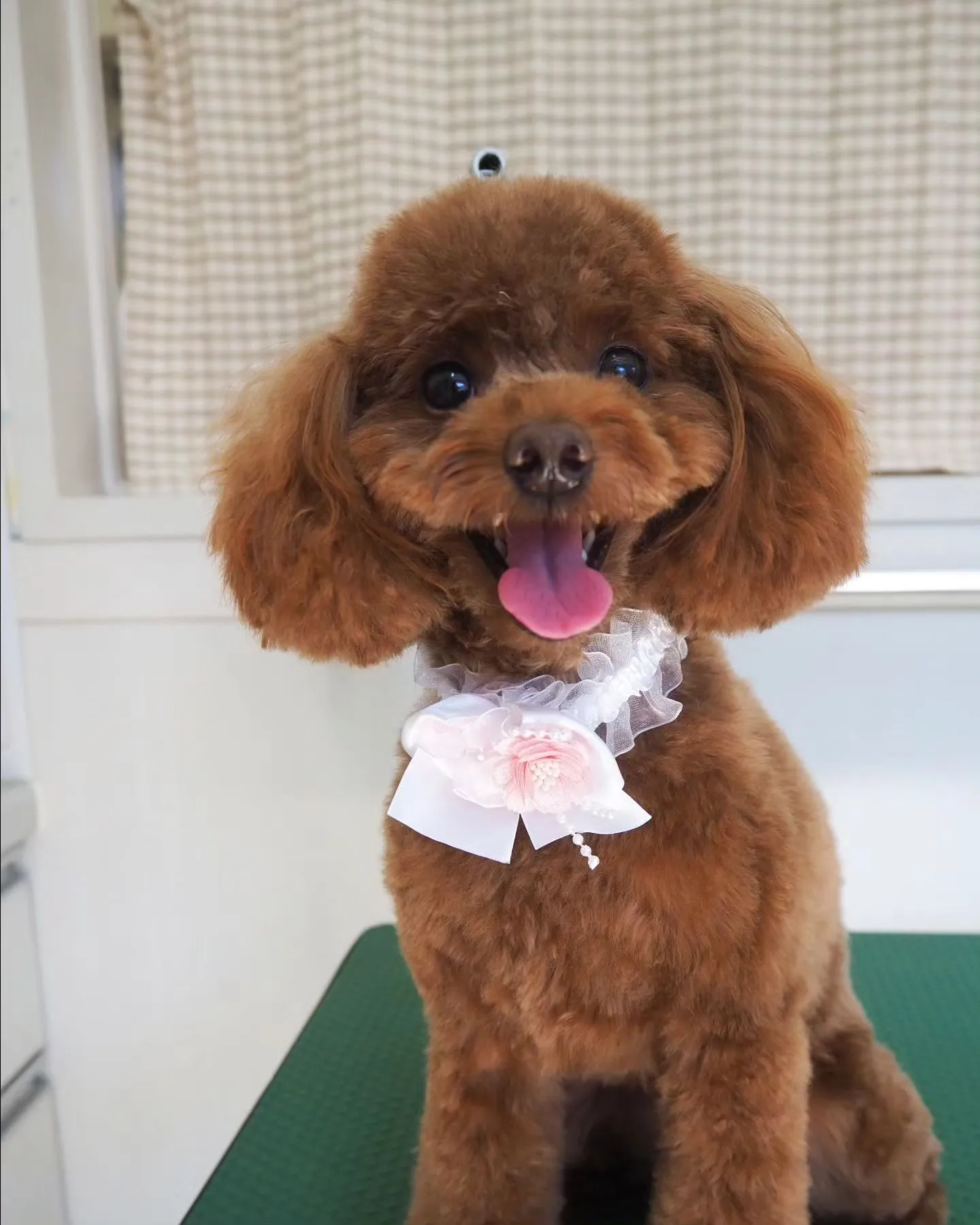 【トリミング】トイプードル【お手入れカット】