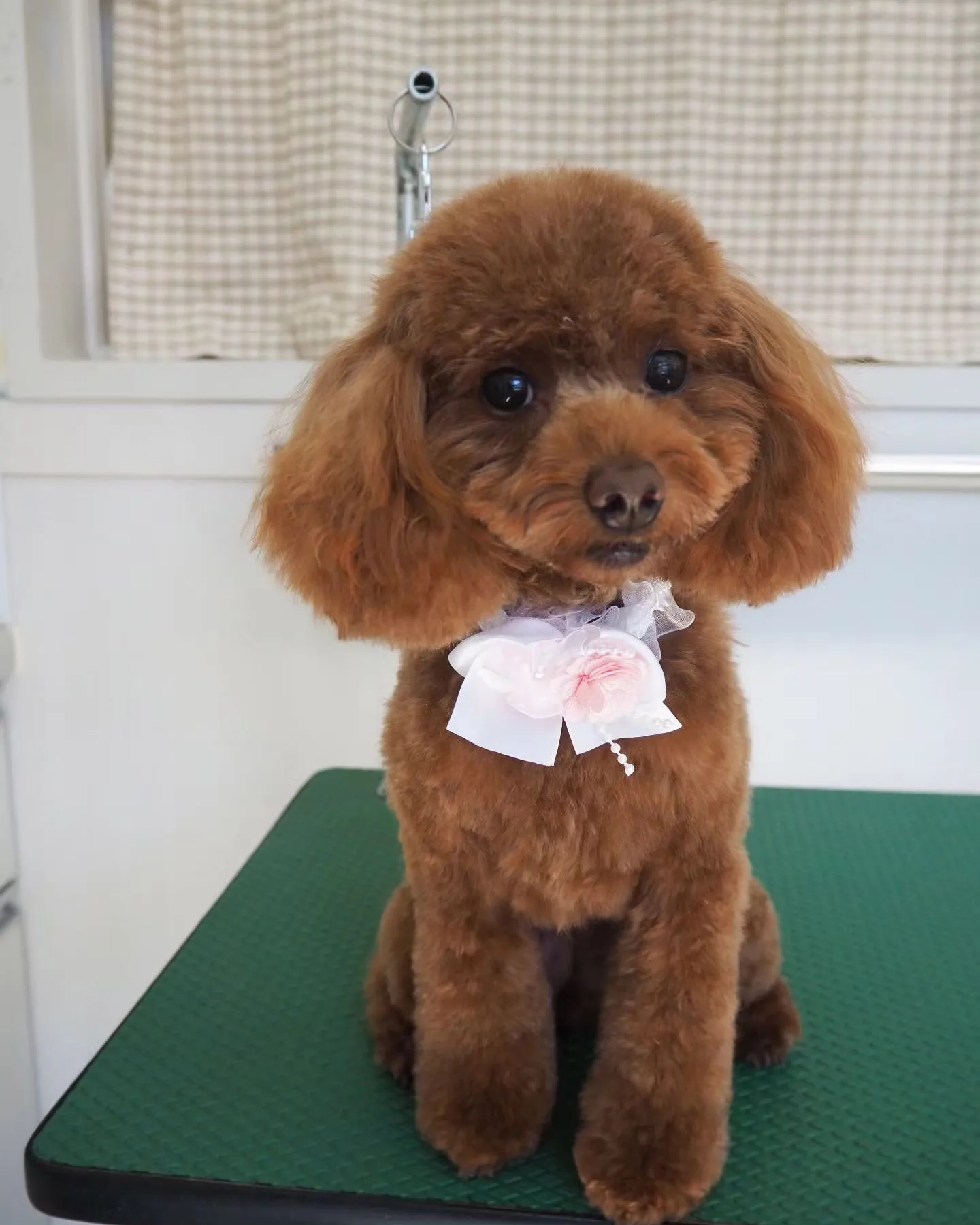 【トリミング】トイプードル【お手入れカット】