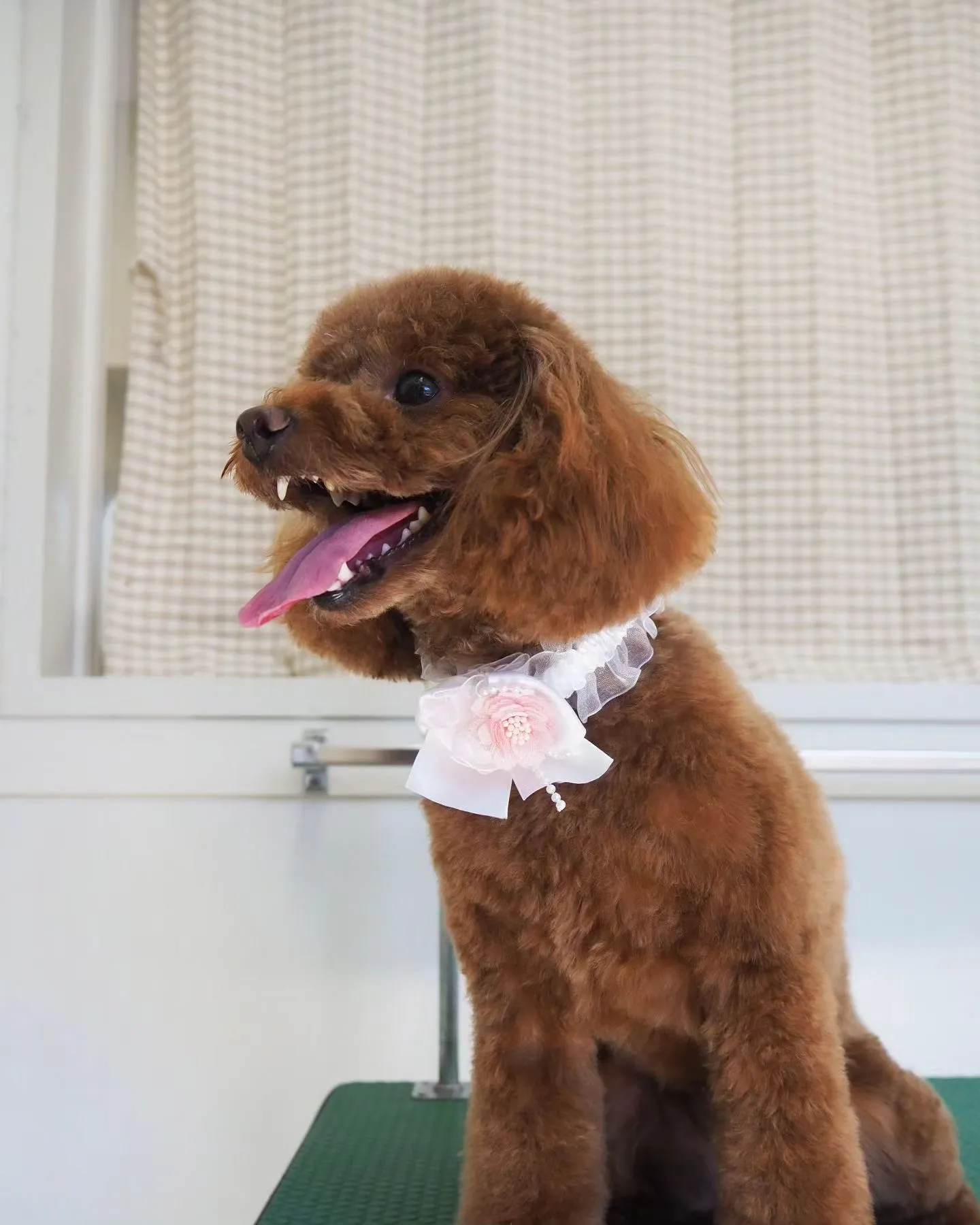 【トリミング】トイプードル【お手入れカット】