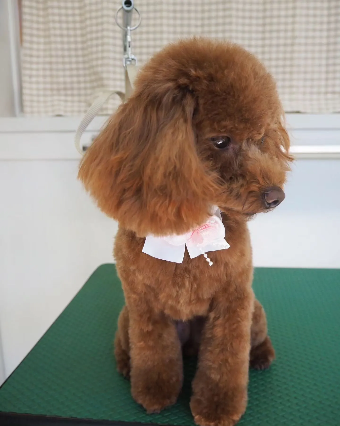 【トリミング】トイプードル【お手入れカット】