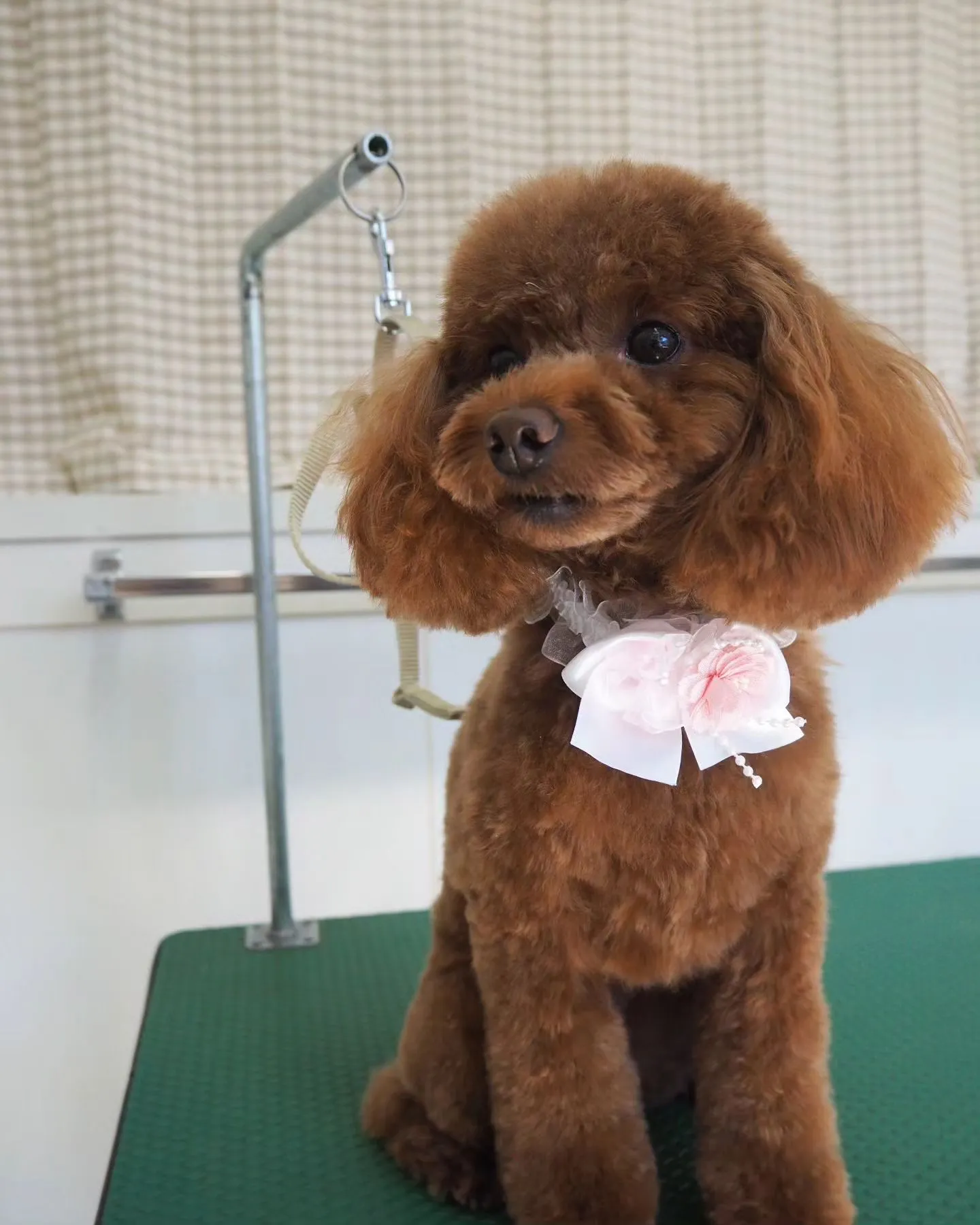 【トリミング】トイプードル【お手入れカット】