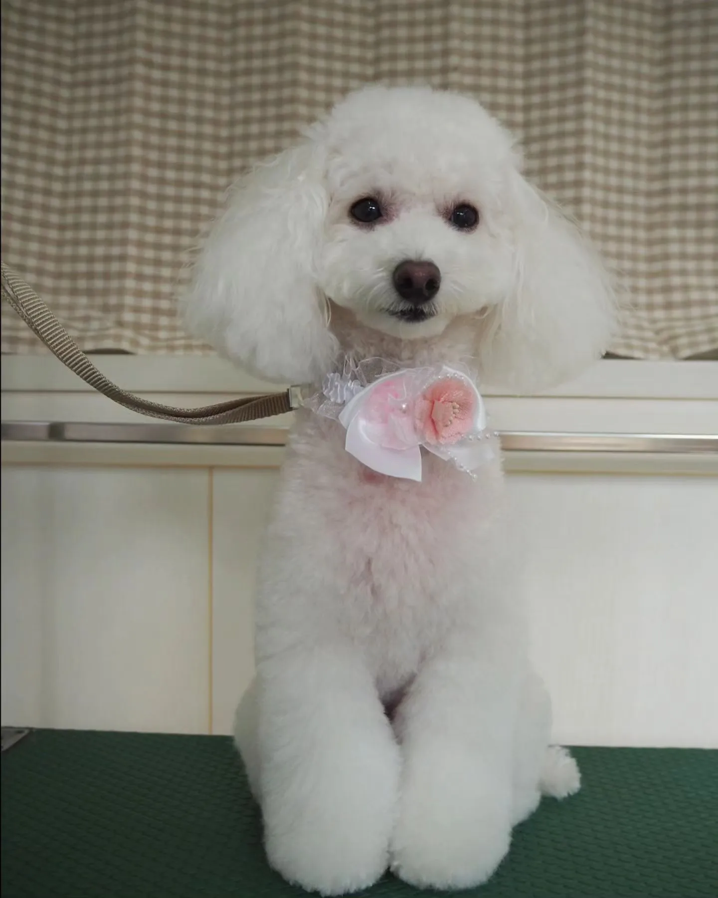 【トリミング】トイプードル【こだわりカット】