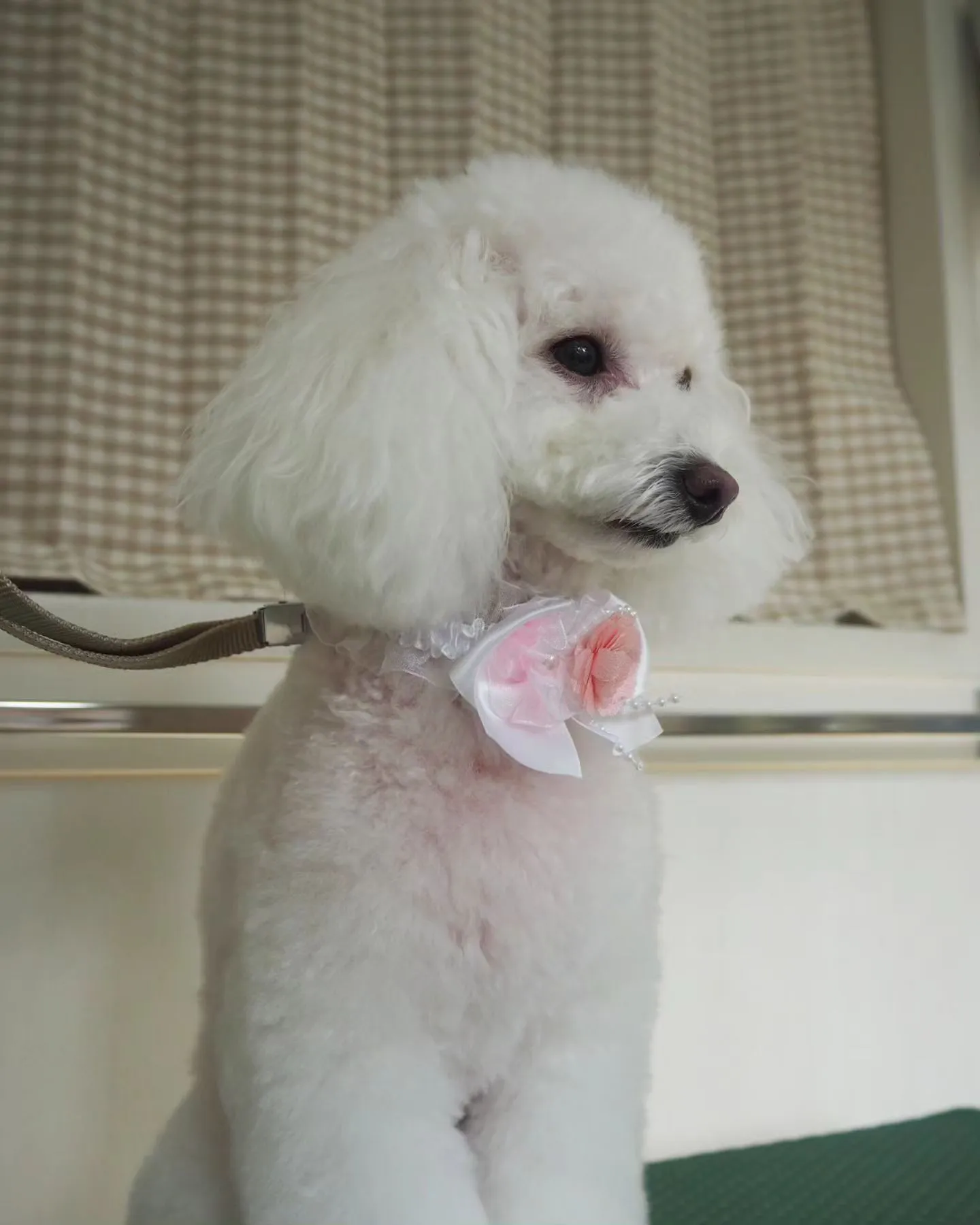 【トリミング】トイプードル【こだわりカット】