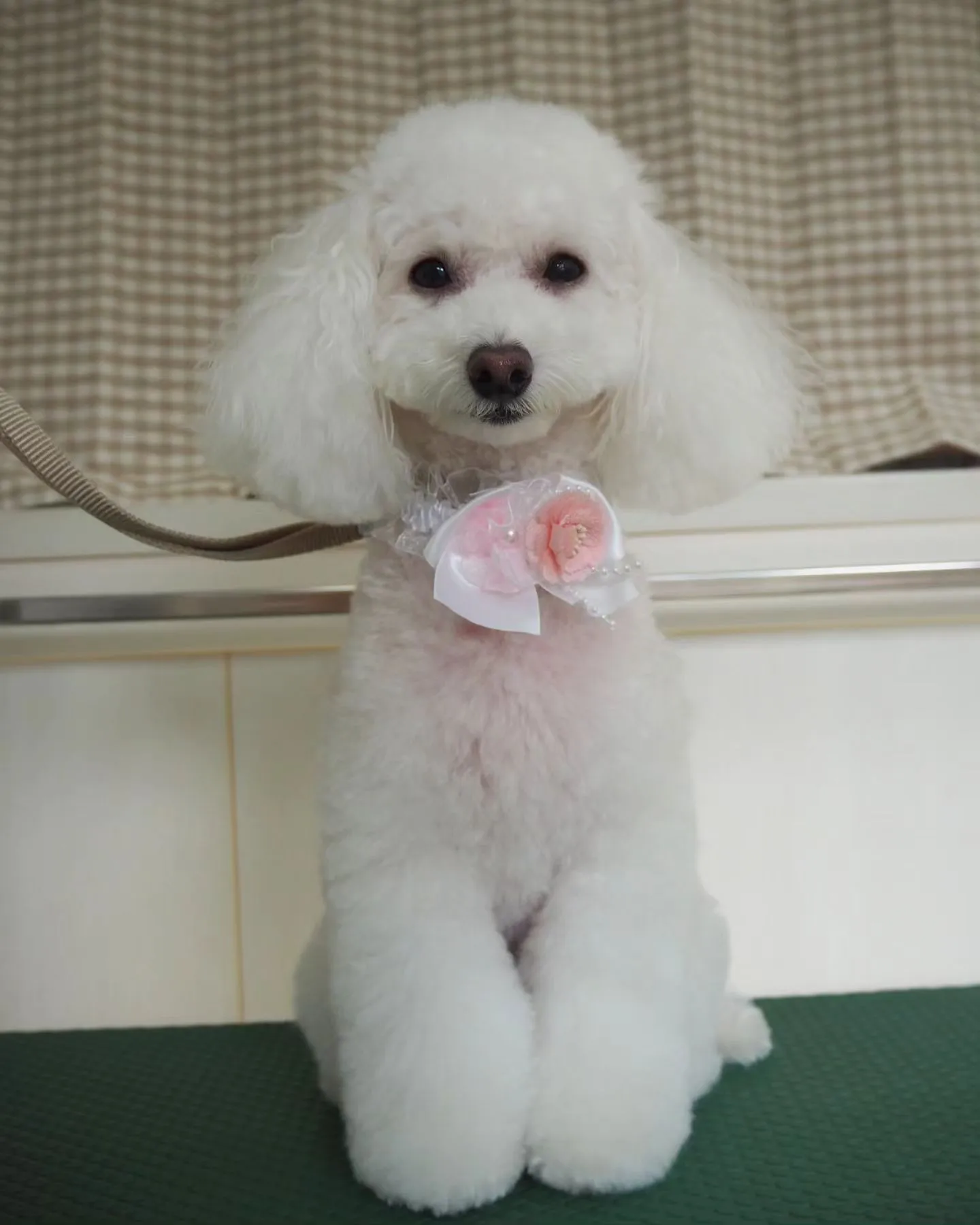 【トリミング】トイプードル【こだわりカット】