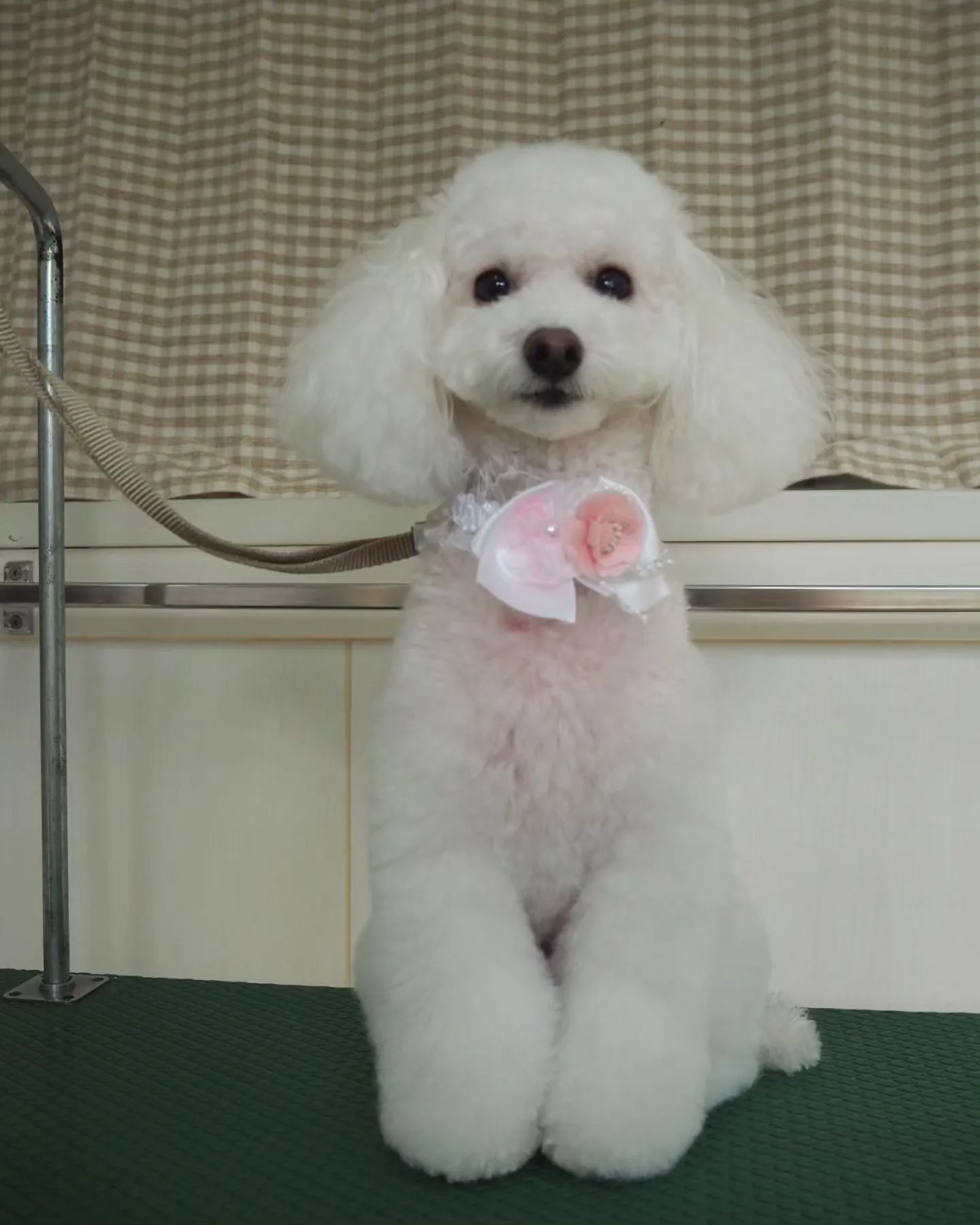 【トリミング】トイプードル【こだわりカット】