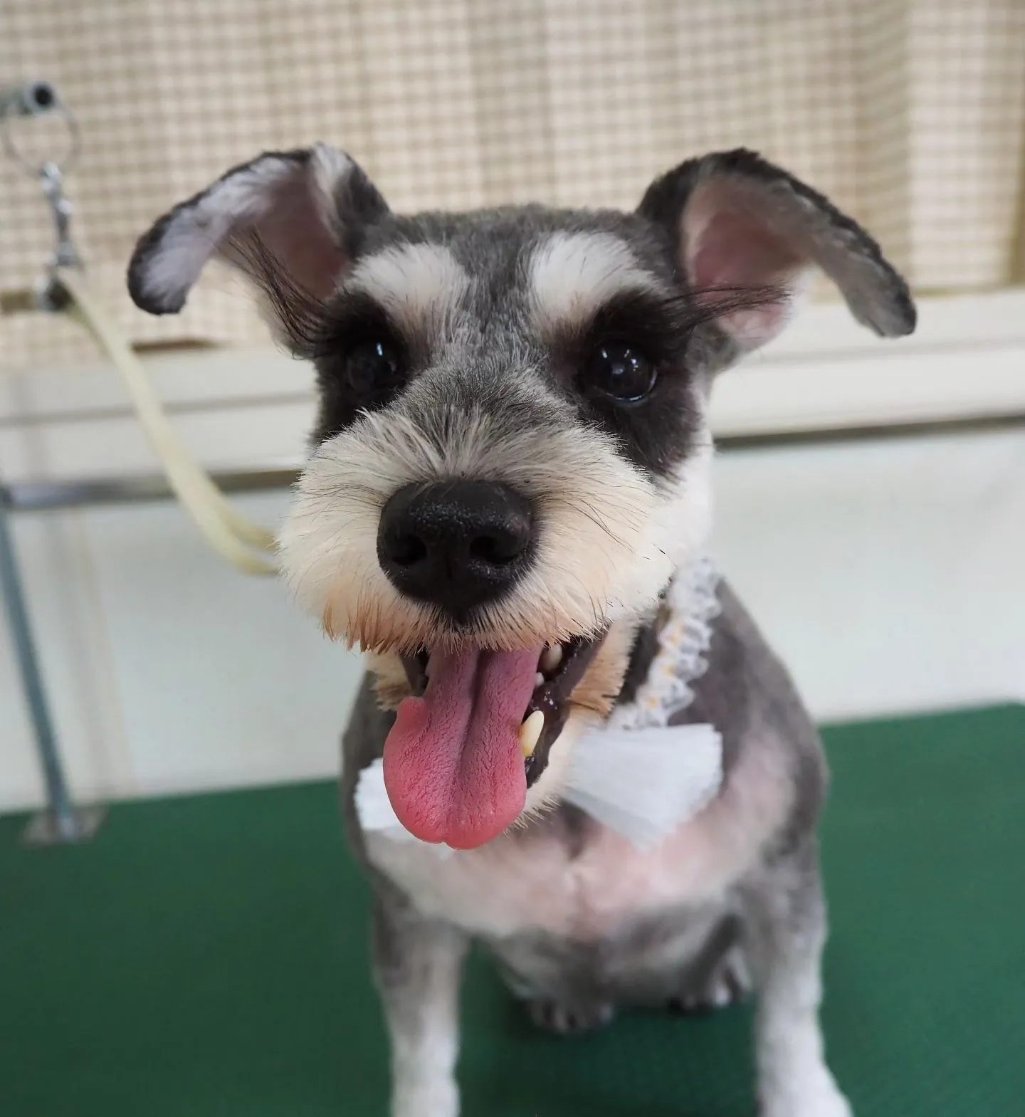 【トリミング】家族【シュナウザー】