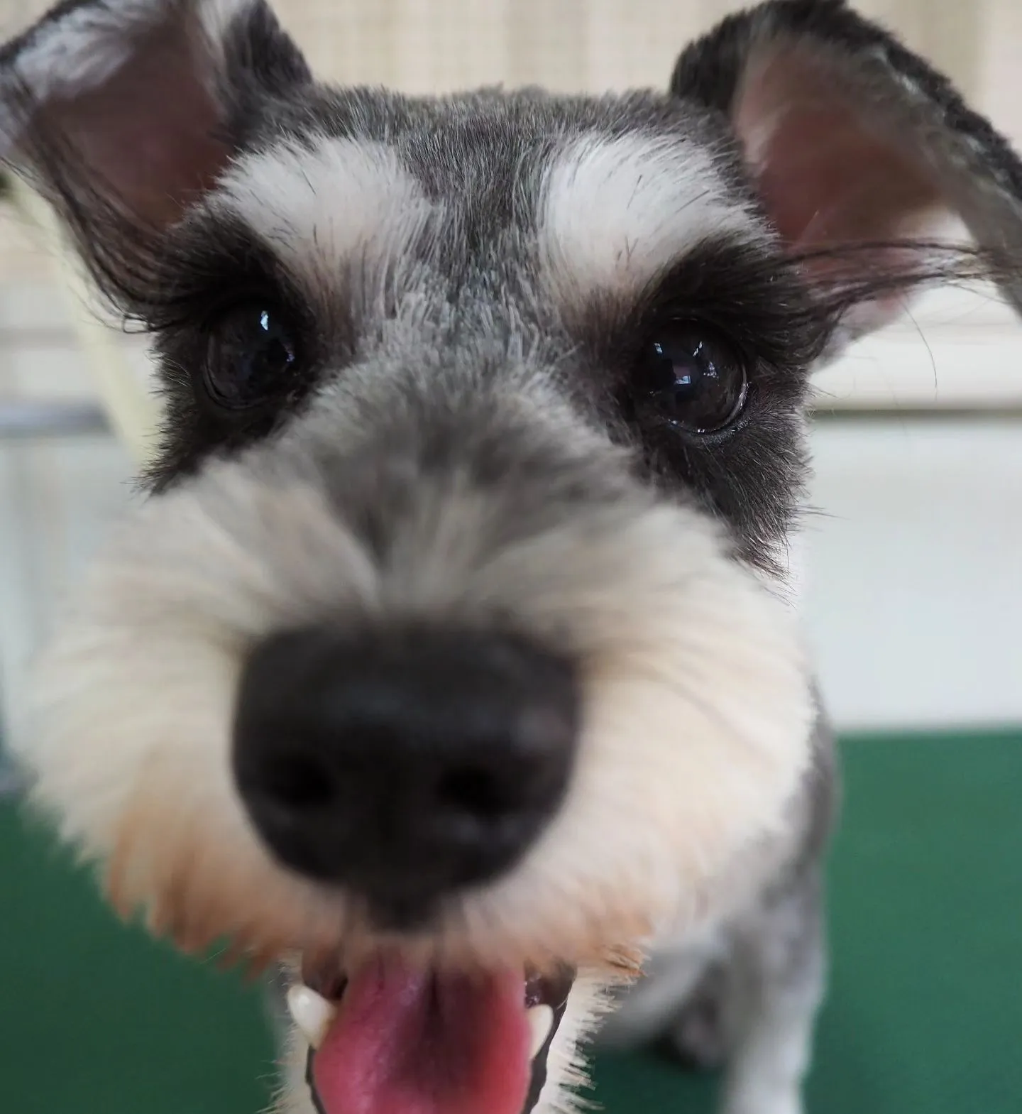 【トリミング】家族【シュナウザー】