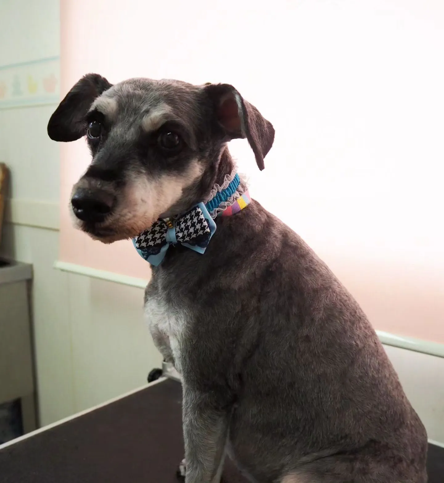 【トリミング】家族【シュナウザー】