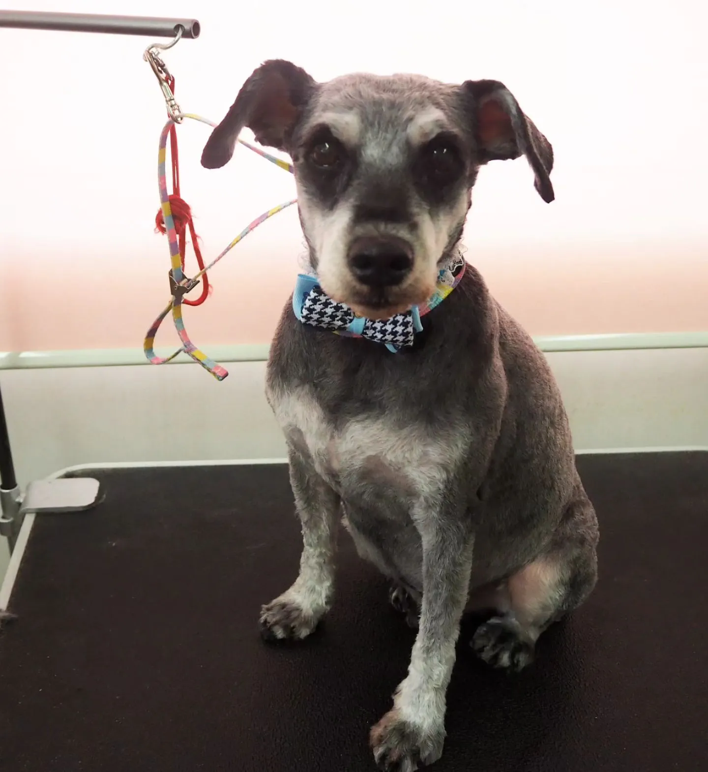 【トリミング】家族【シュナウザー】