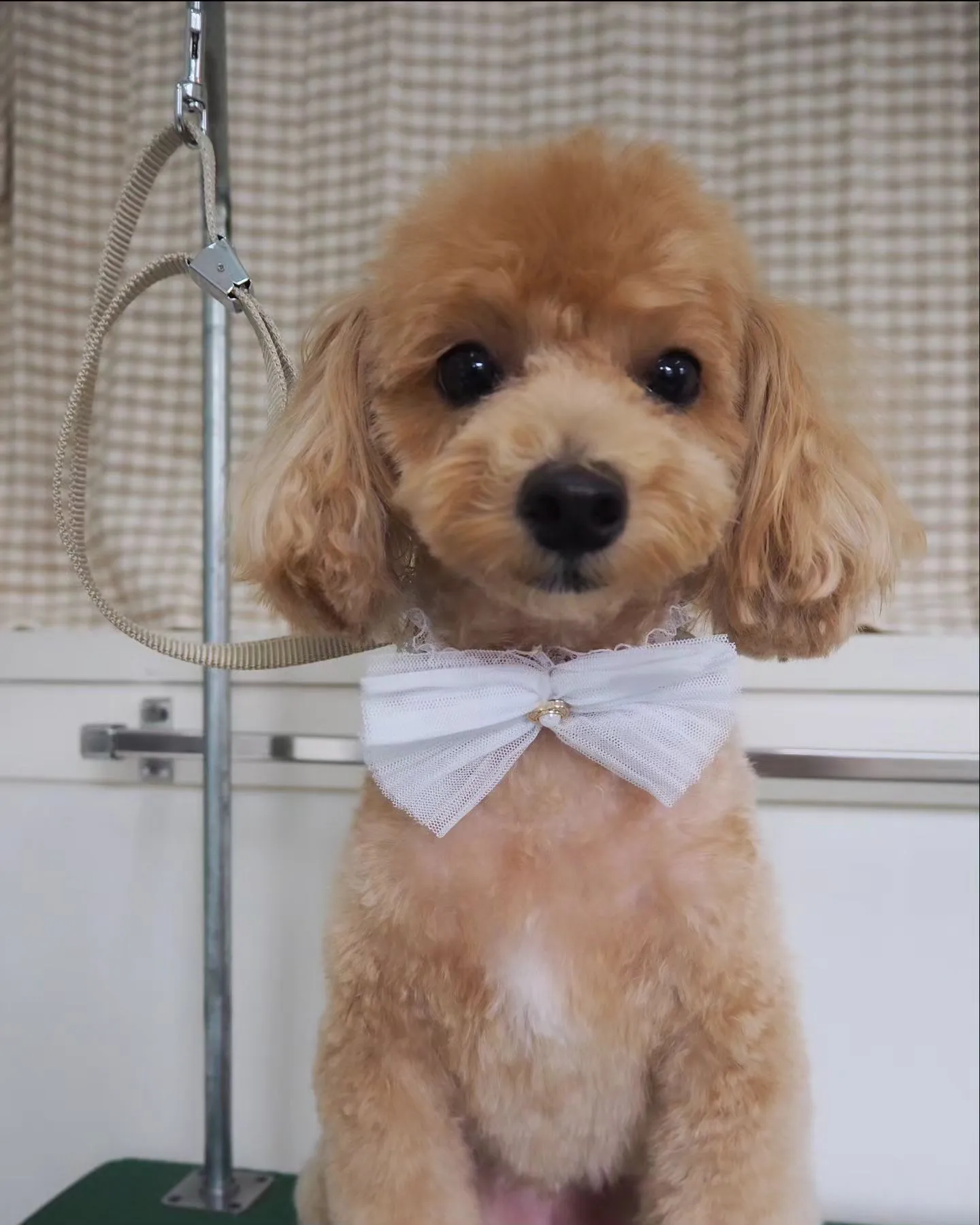 【トリミング】トイプードル【テディベア】