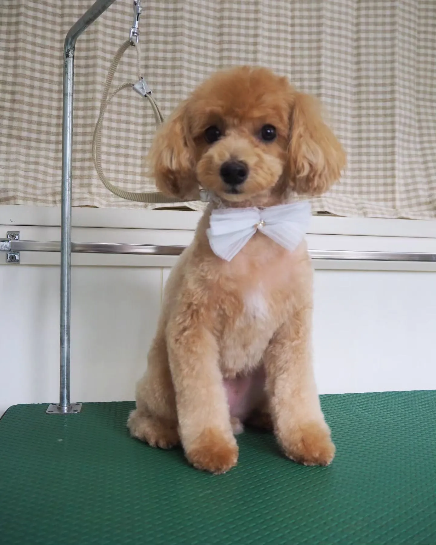 【トリミング】トイプードル【テディベア】