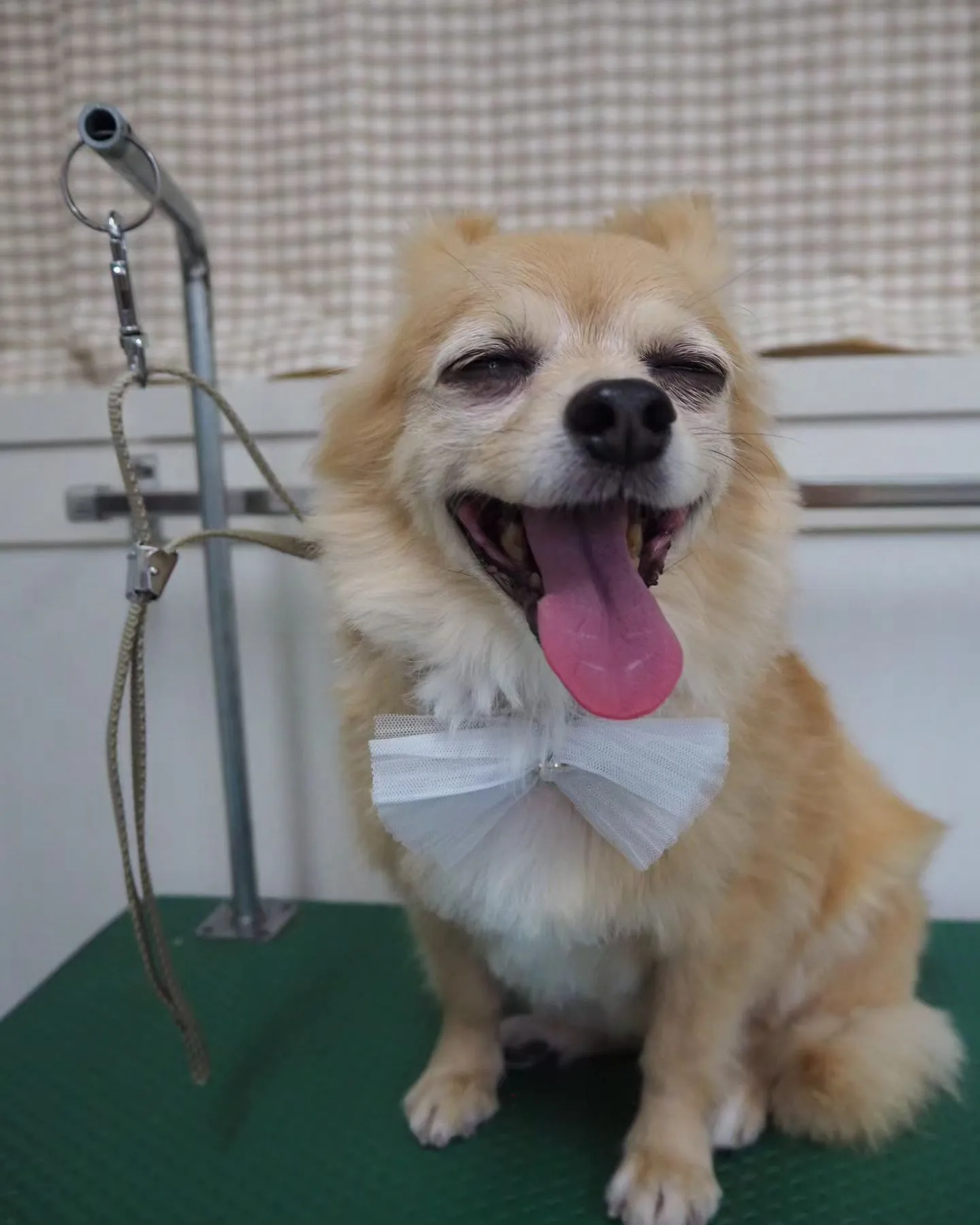 【トリミング】【部分カット】