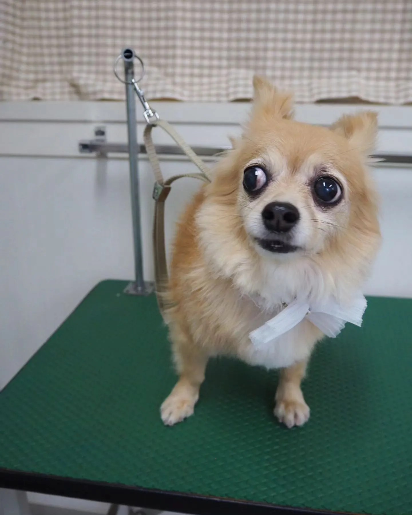 【トリミング】【部分カット】