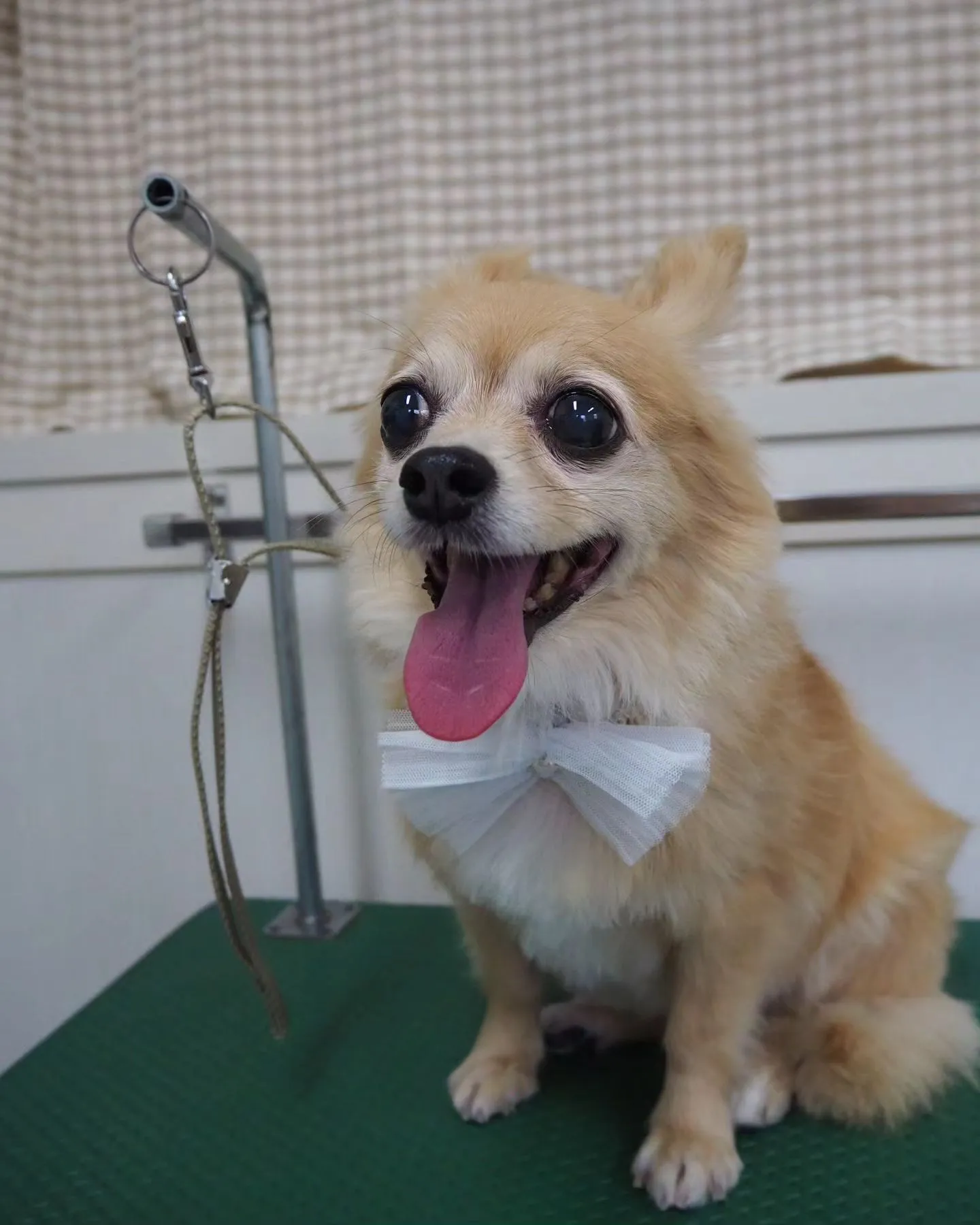 【トリミング】【部分カット】