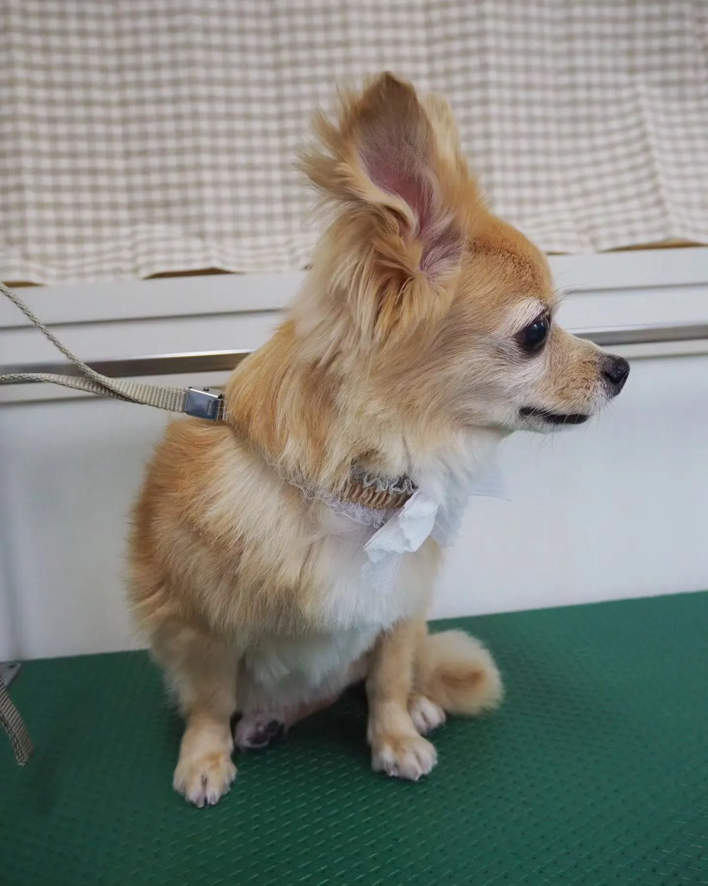 【トリミング】【部分カット】