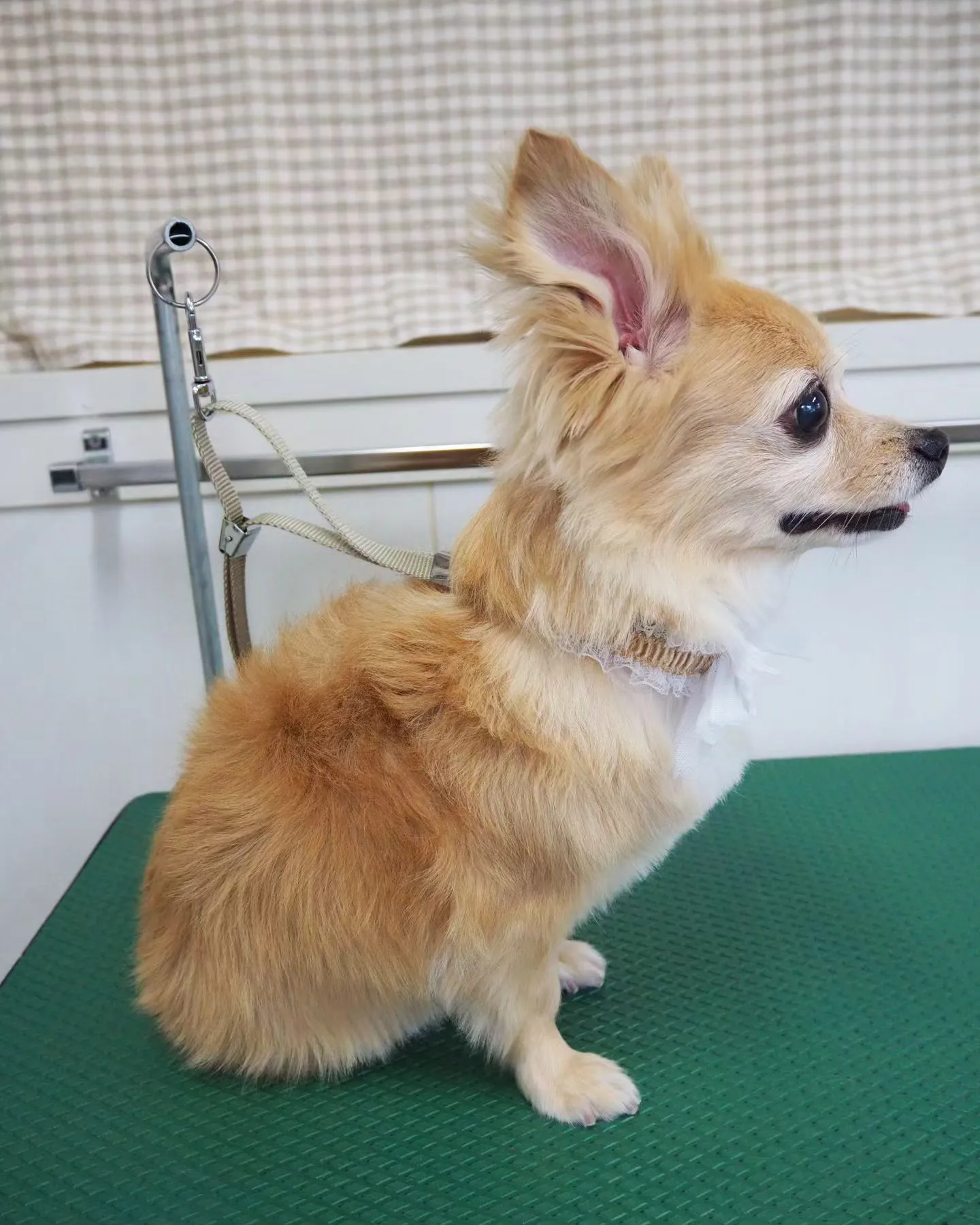 【トリミング】【部分カット】