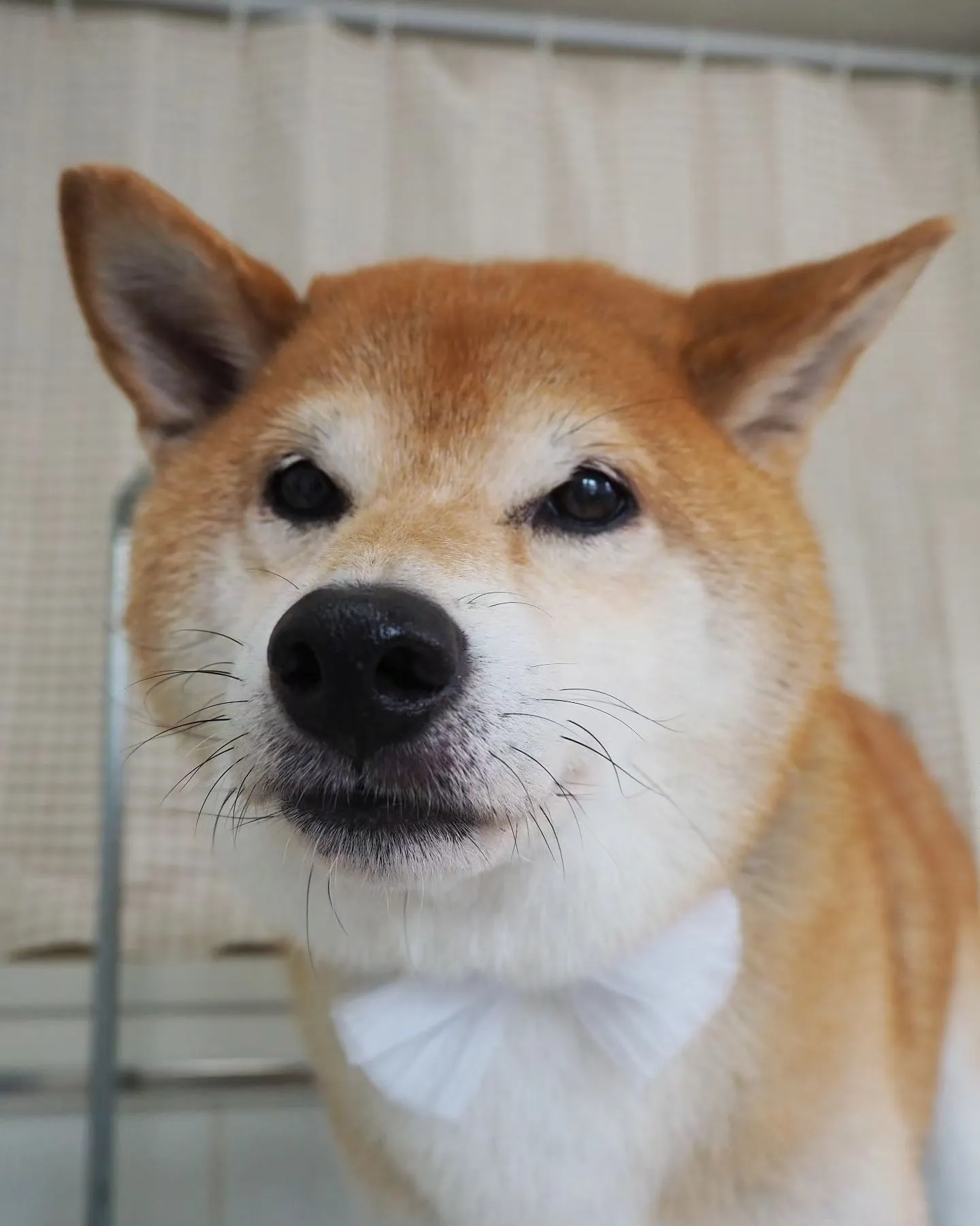 【トリミング】柴犬【お尻カット】　