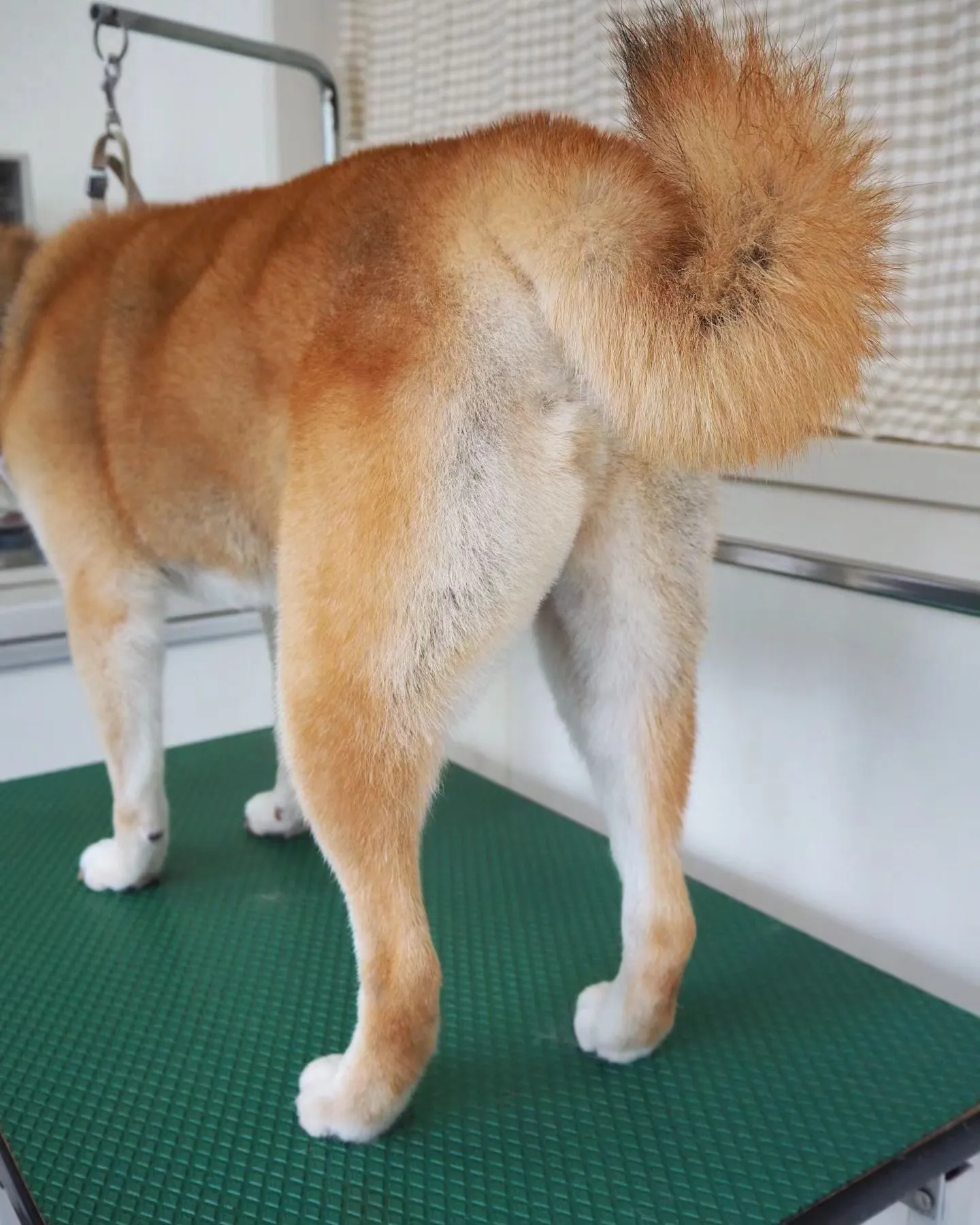 【トリミング】柴犬【お尻カット】　