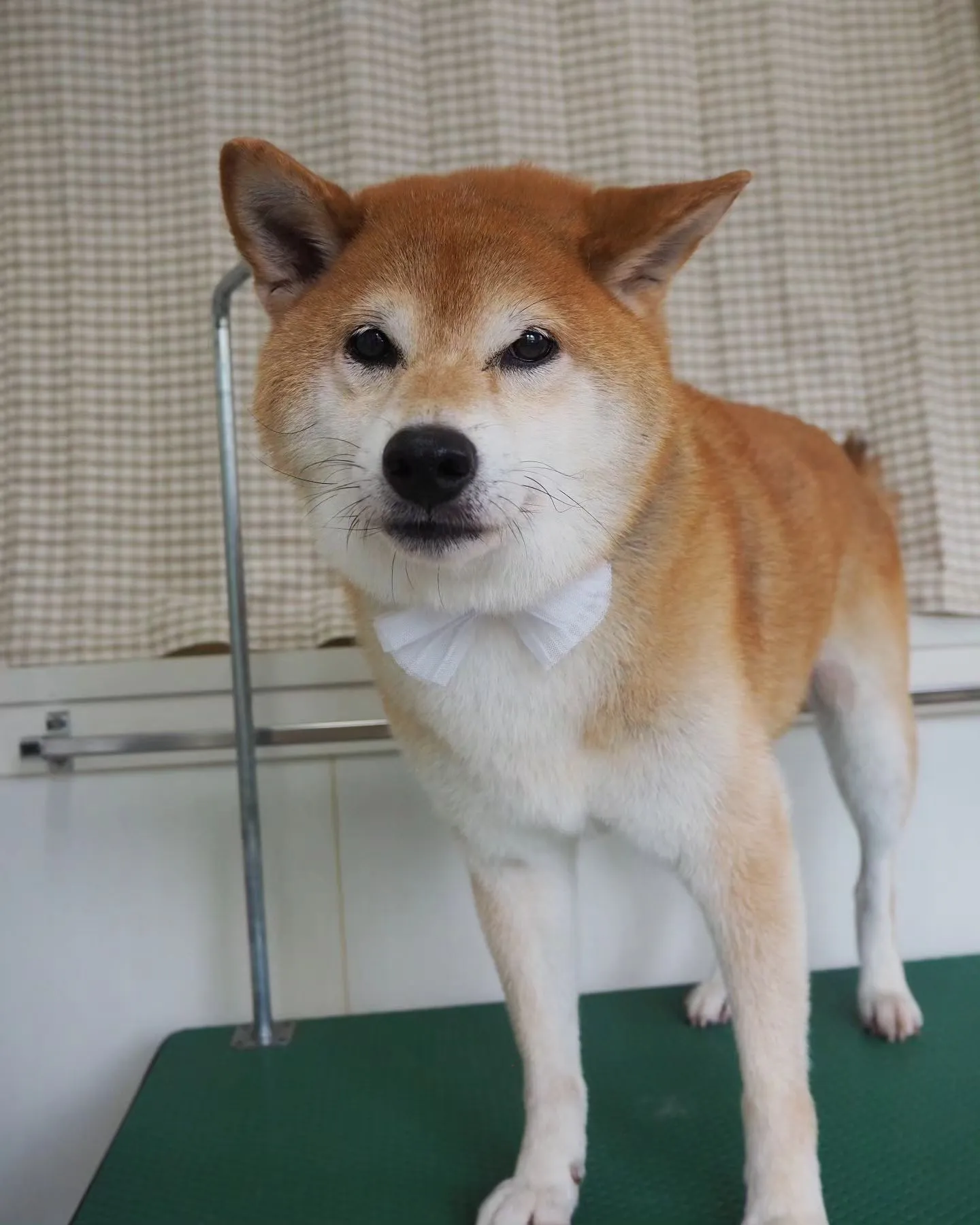 【トリミング】柴犬【お尻カット】　