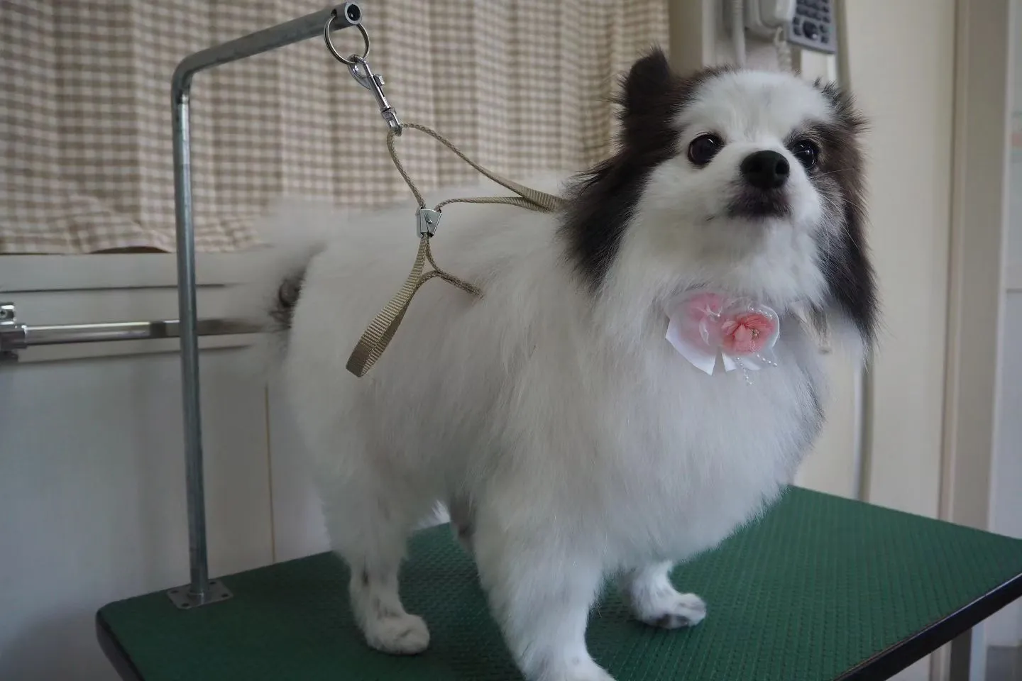 【トリミング】ポメラニアン【お気に入りカット】