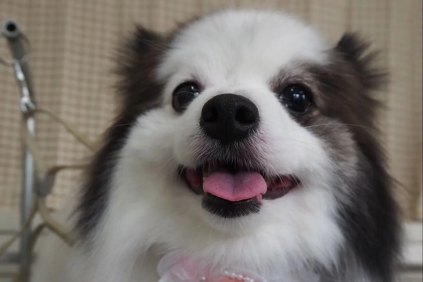 【トリミング】ポメラニアン【お気に入りカット】