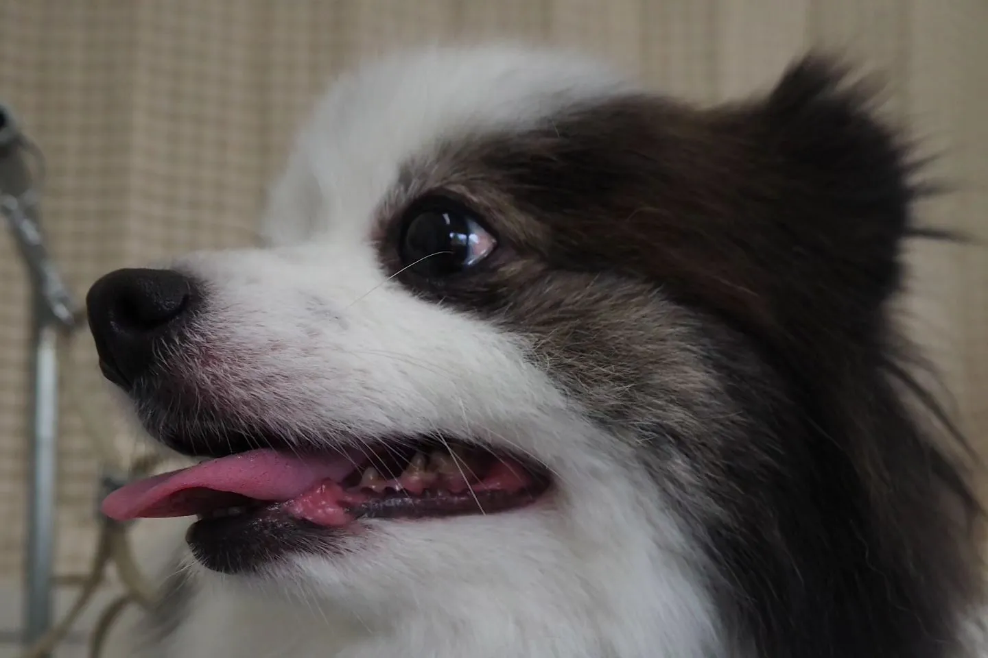 【トリミング】ポメラニアン【お気に入りカット】