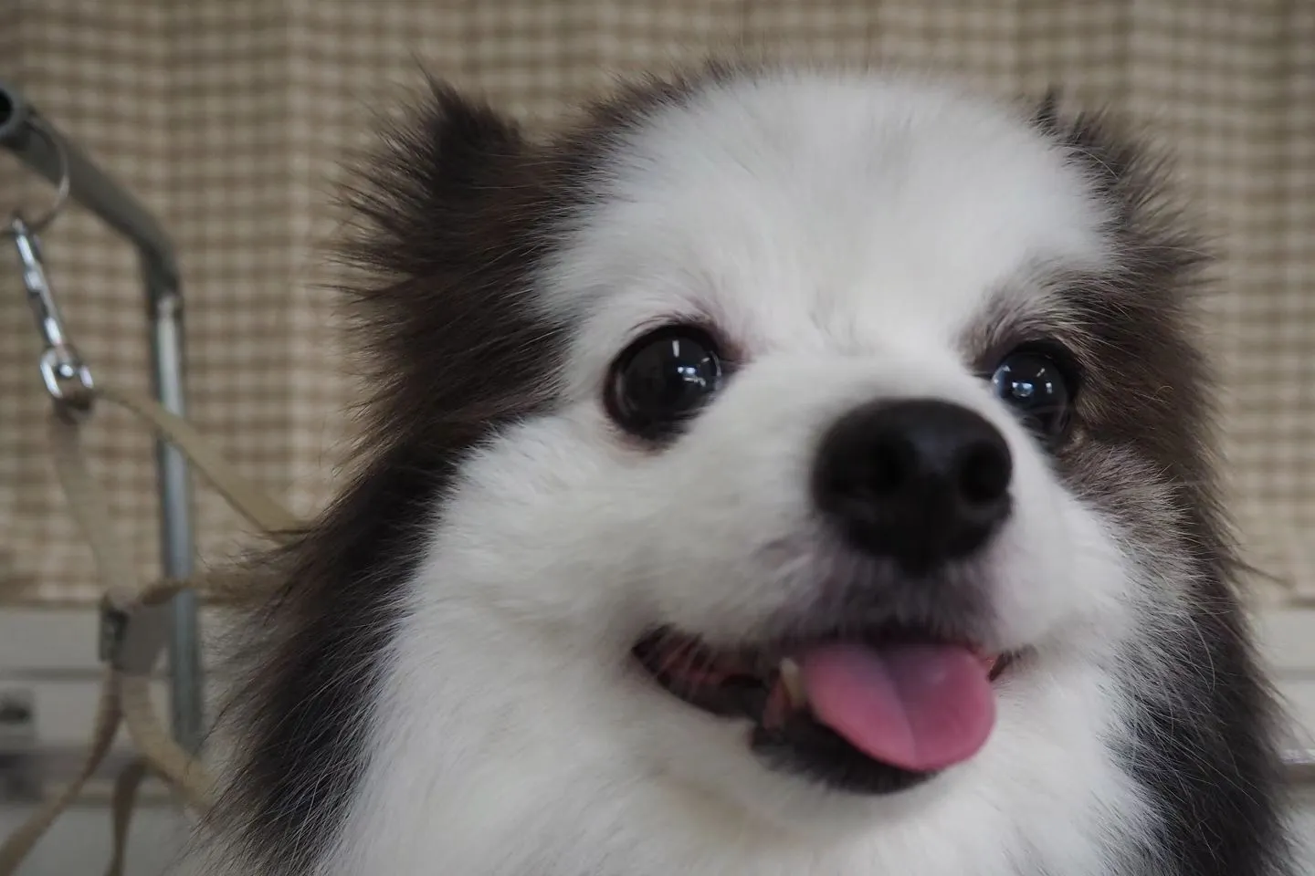 【トリミング】ポメラニアン【お気に入りカット】