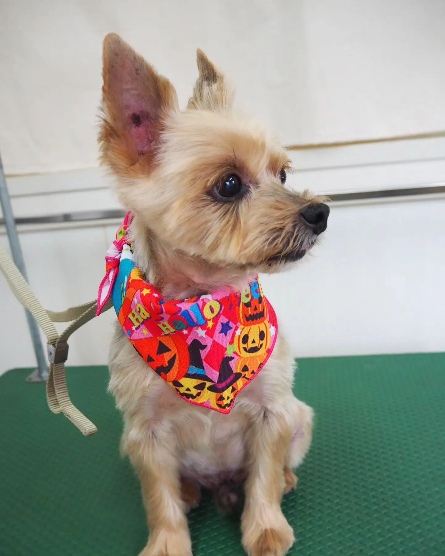 【トリミング】ヨークシャーテリア【薬浴シャンプー】