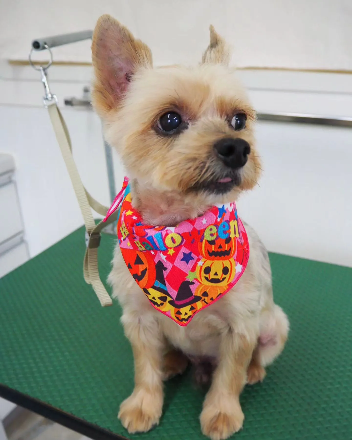 【トリミング】ヨークシャーテリア【薬浴シャンプー】