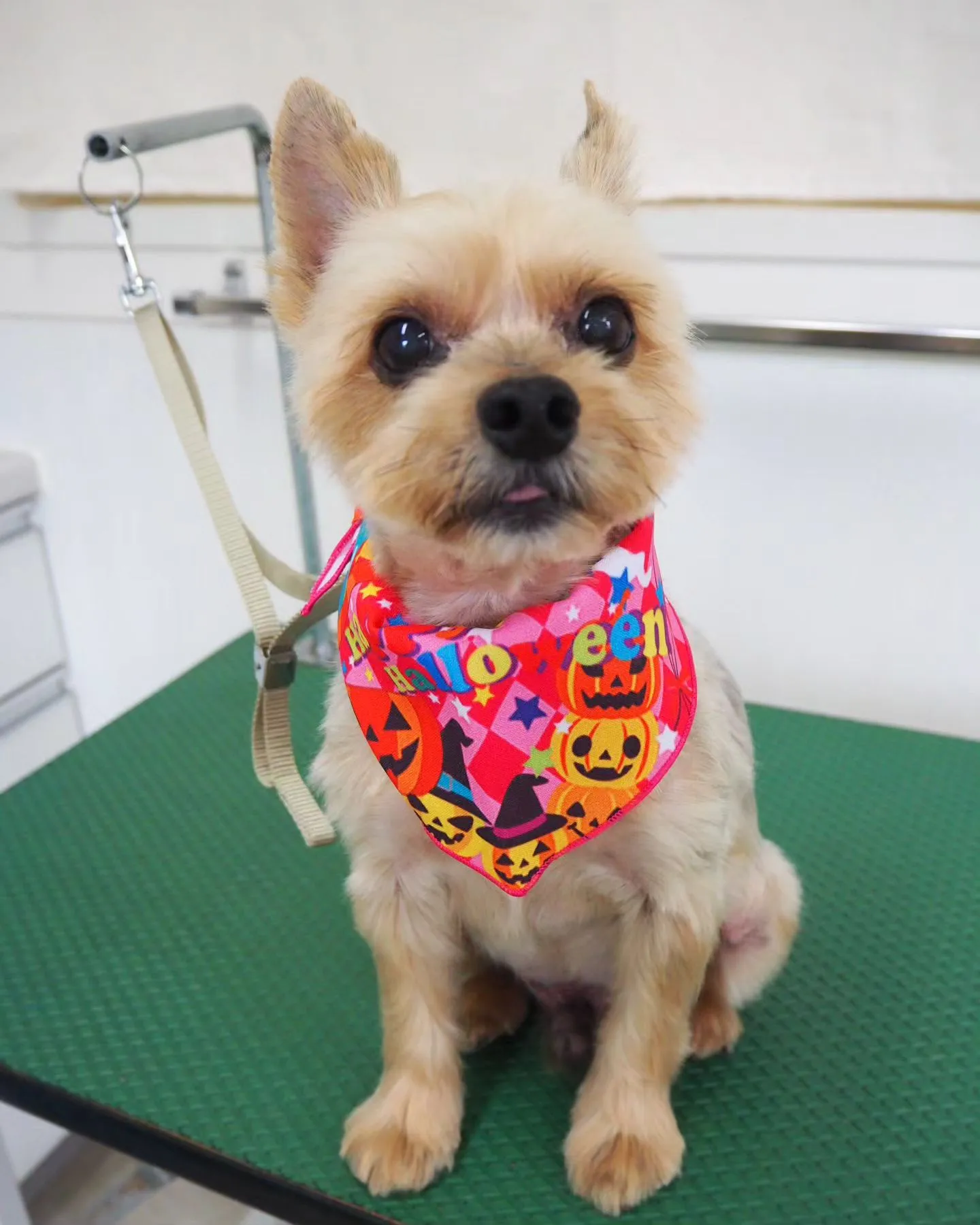 【トリミング】ヨークシャーテリア【薬浴シャンプー】