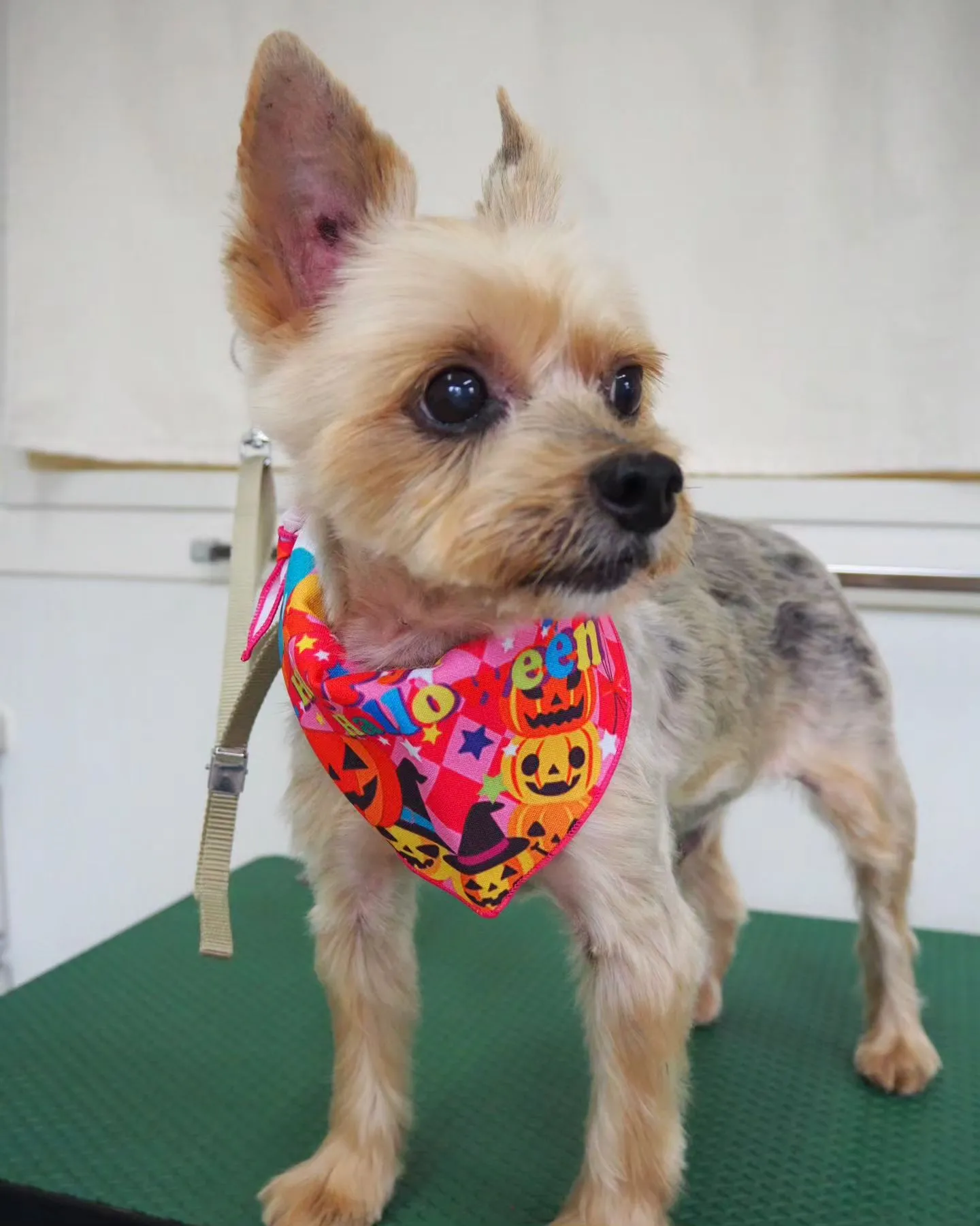 【トリミング】ヨークシャーテリア【薬浴シャンプー】