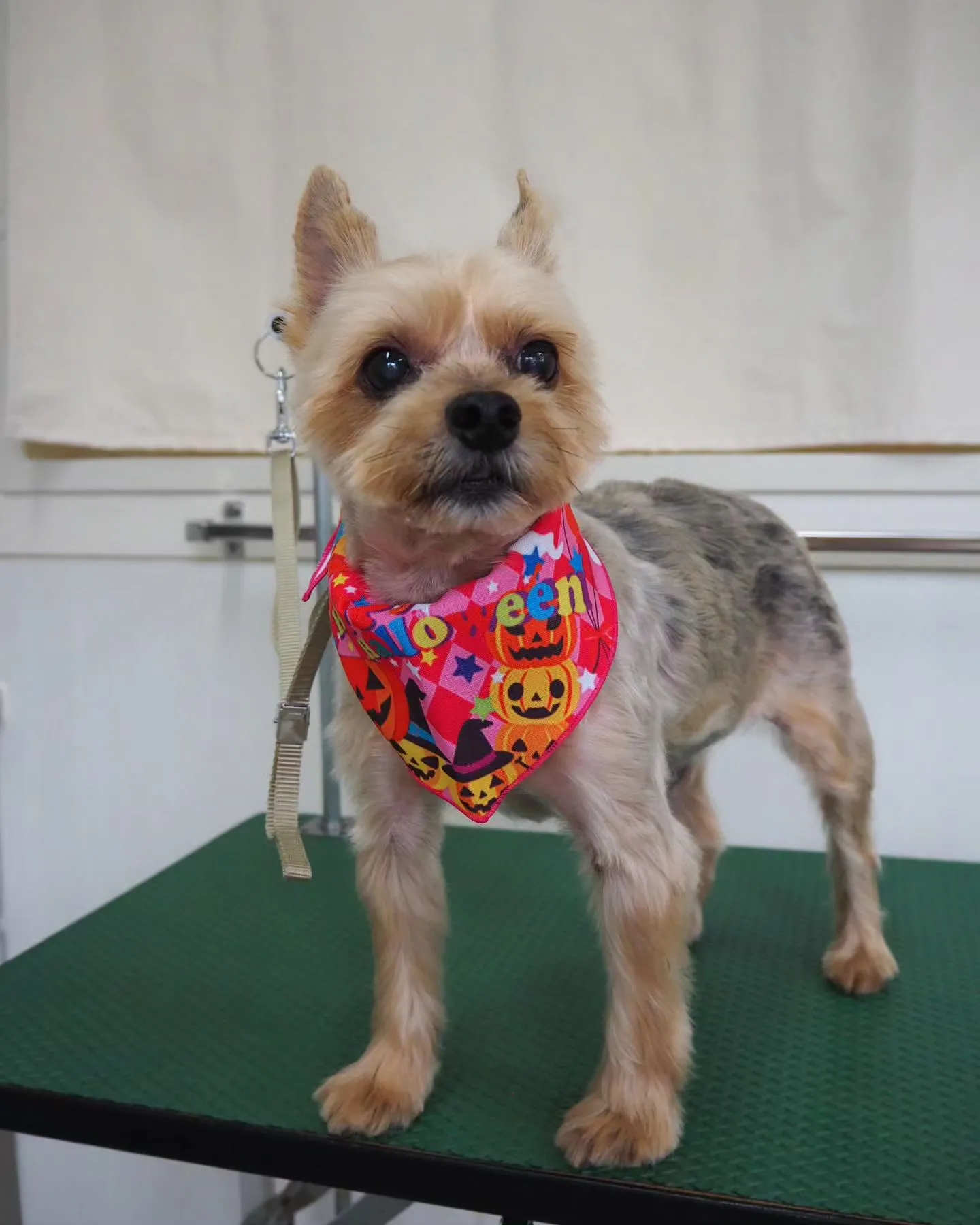 【トリミング】ヨークシャーテリア【薬浴シャンプー】