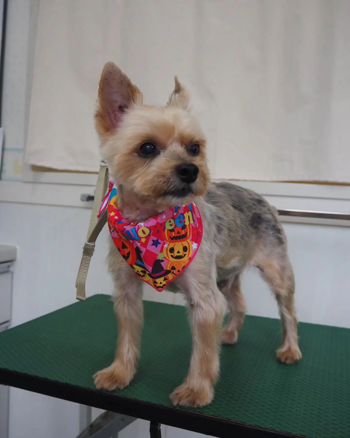 【トリミング】ヨークシャーテリア【薬浴シャンプー】