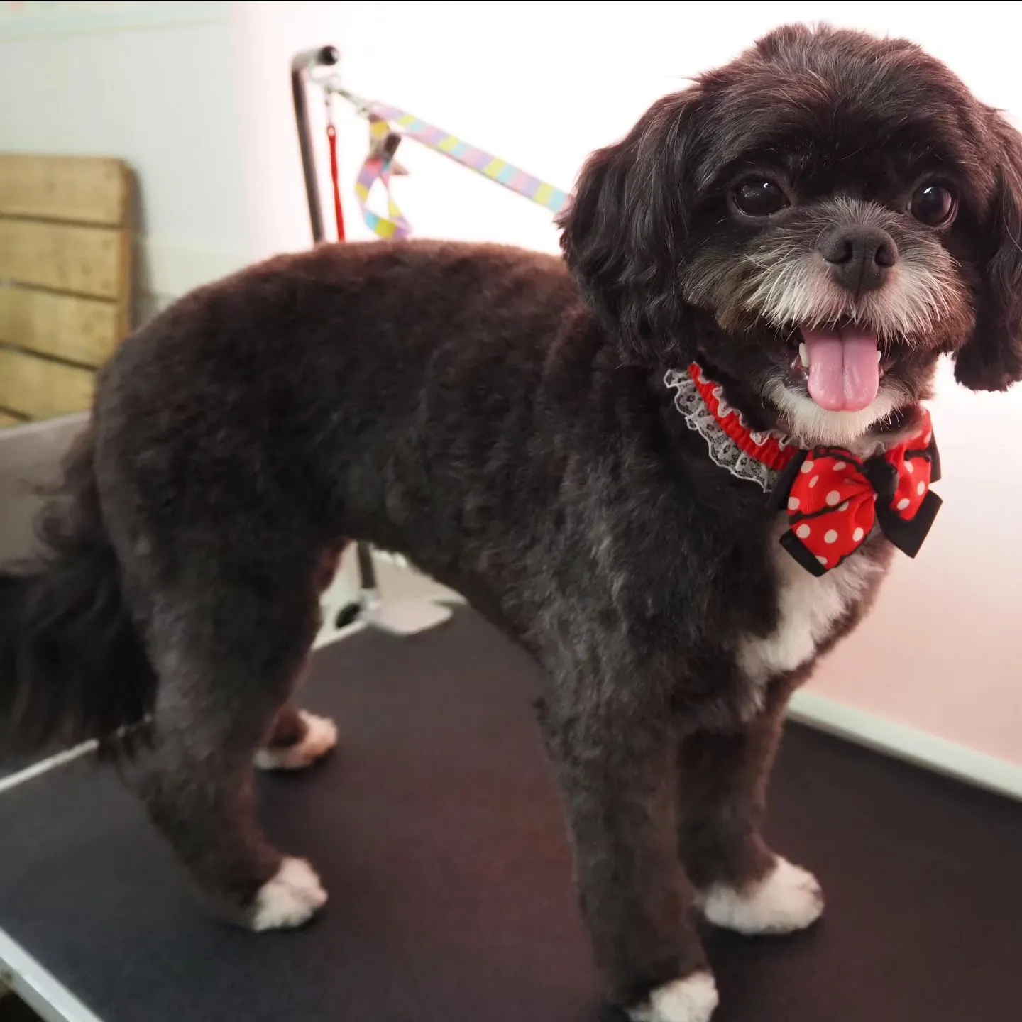 【トリミング】【体をバリカン仕上げ】