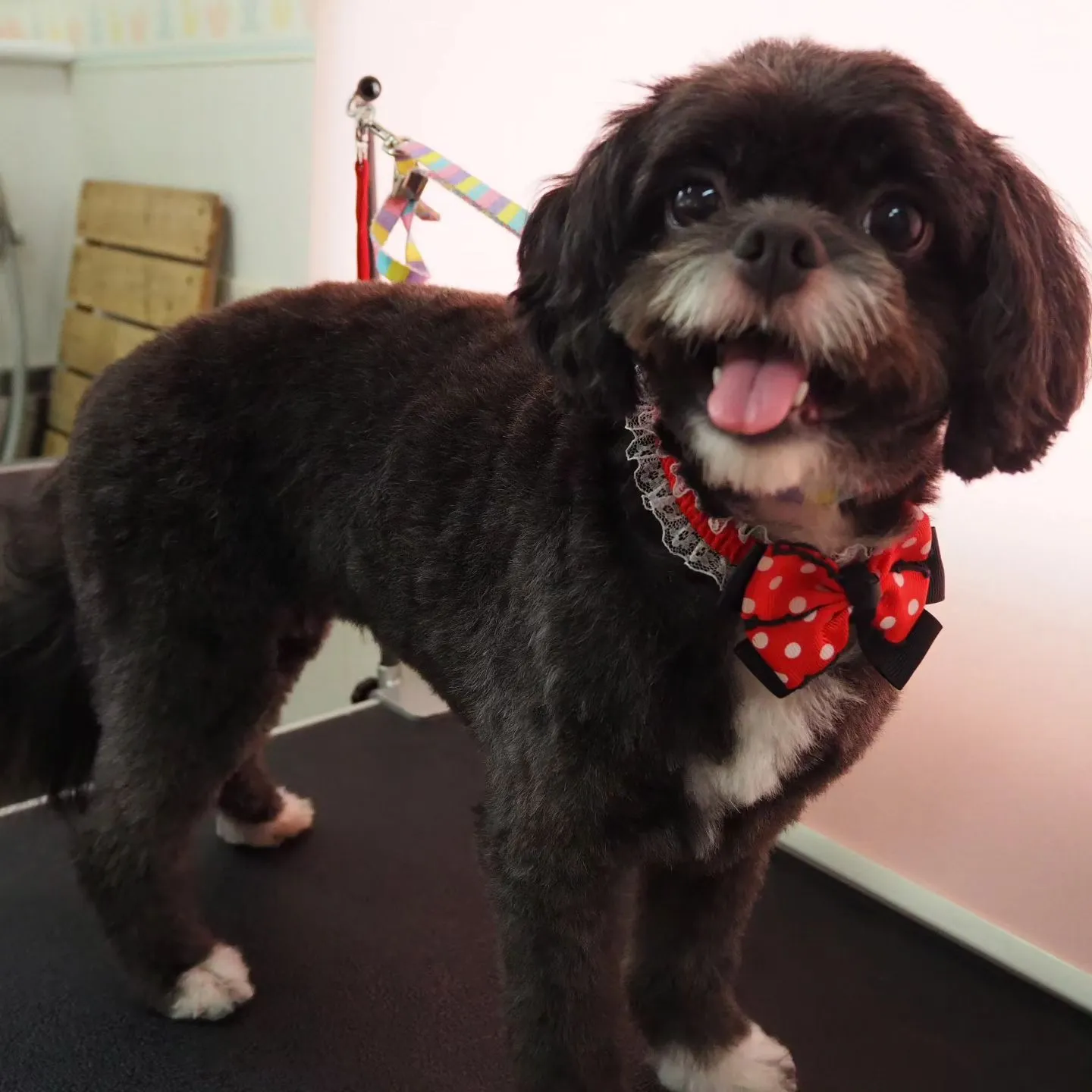 【トリミング】【体をバリカン仕上げ】