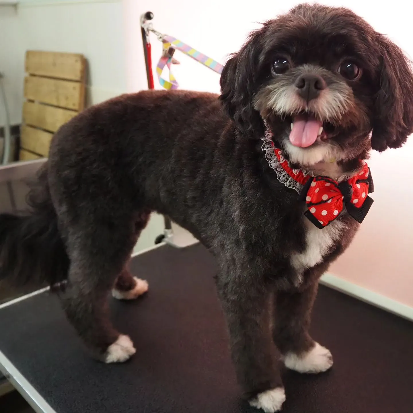 【トリミング】【体をバリカン仕上げ】