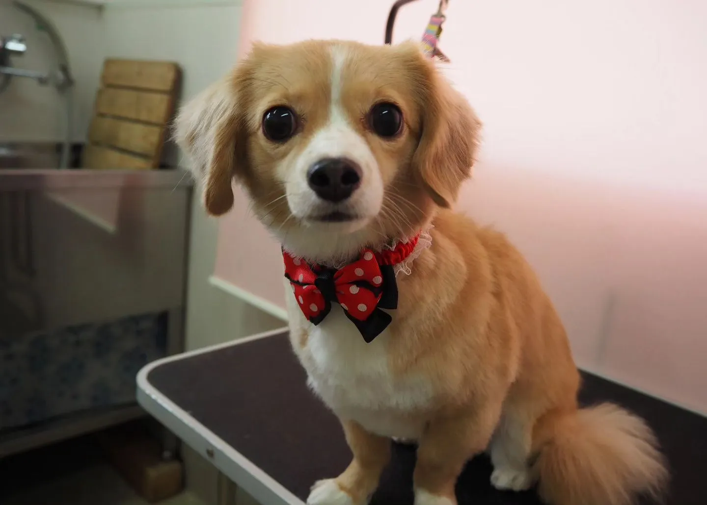 【トリミング】【シャンプーコース】