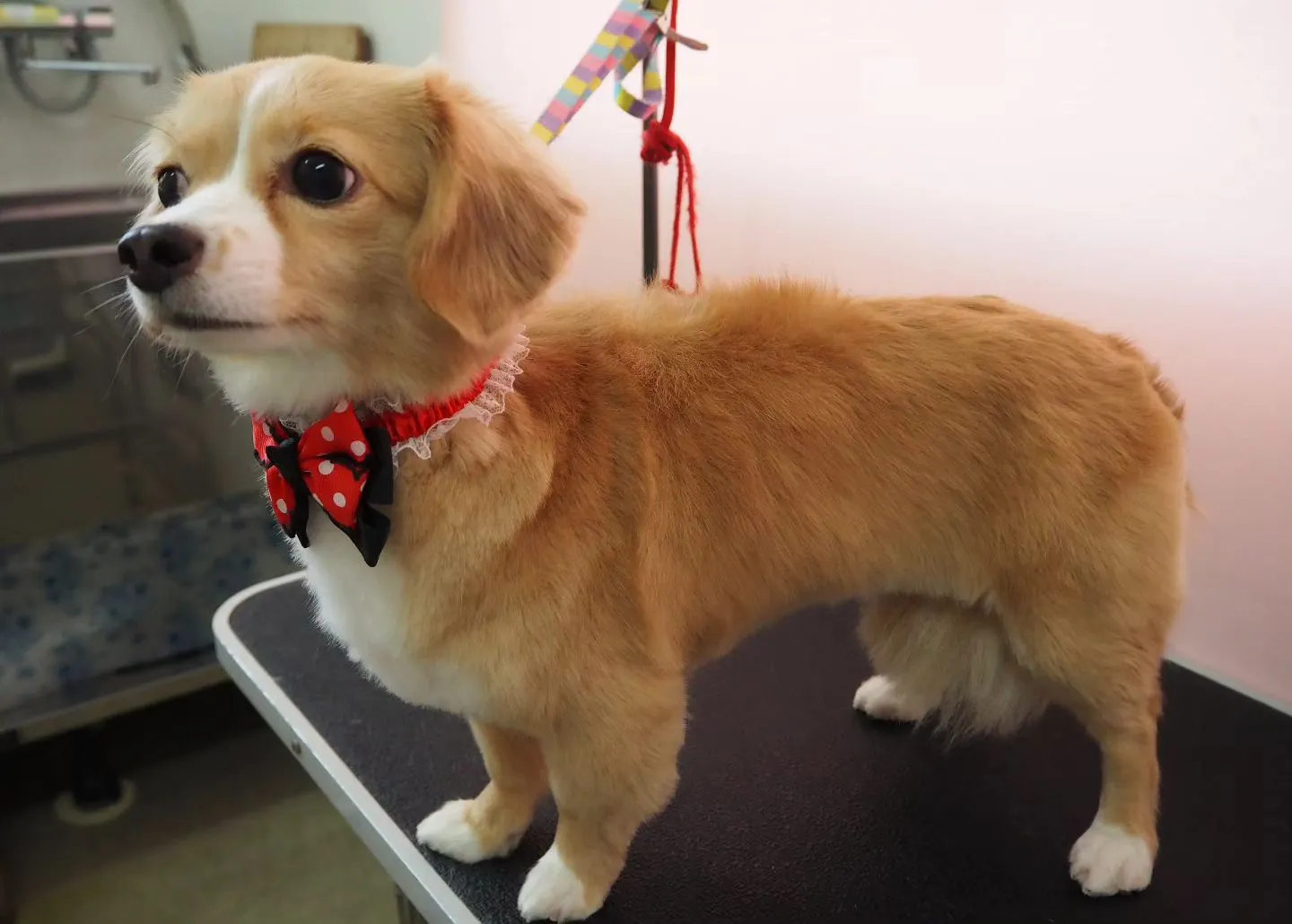 【トリミング】【シャンプーコース】