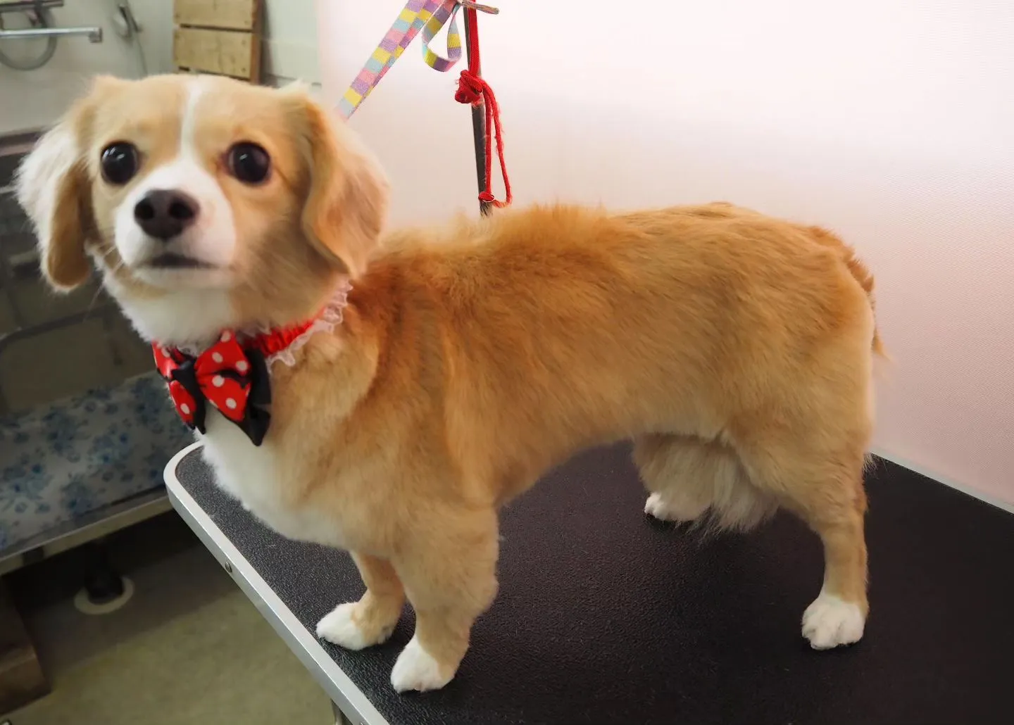 【トリミング】【シャンプーコース】