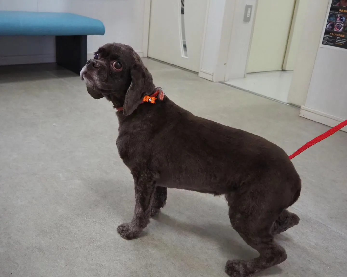 【トリミング】アメリカン・コッカースパニエル【バリカン仕上げ...