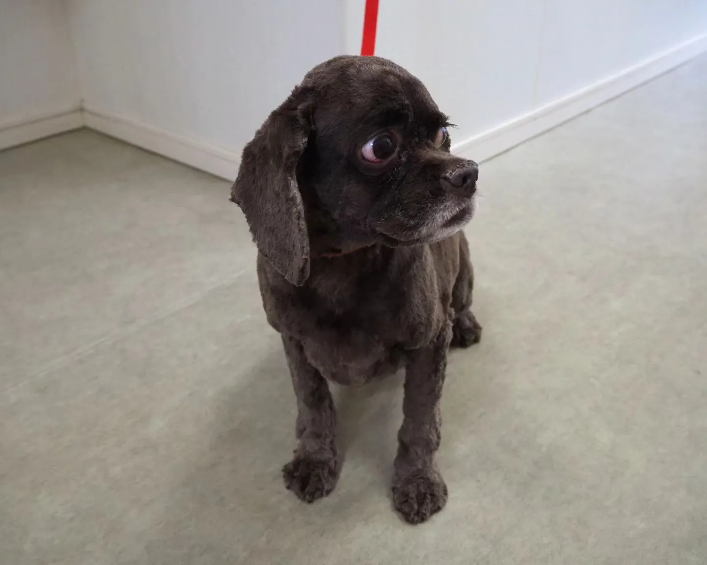 【トリミング】アメリカン・コッカースパニエル【バリカン仕上げ...