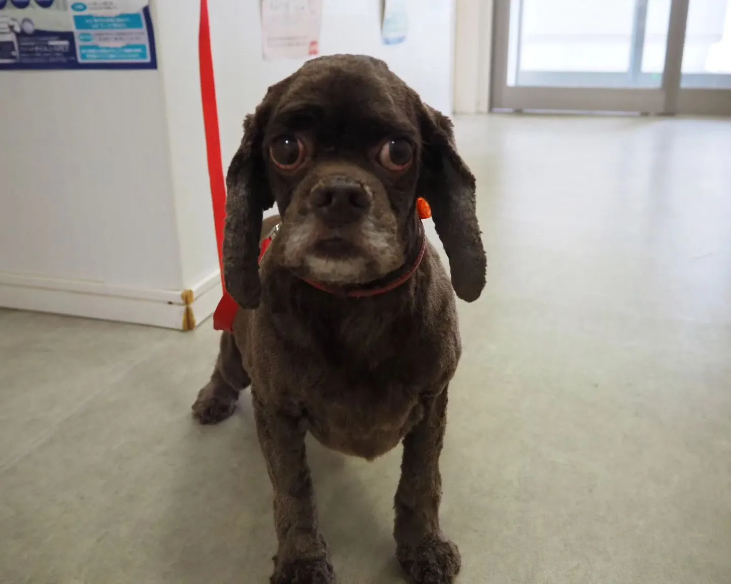 【トリミング】アメリカン・コッカースパニエル【バリカン仕上げ...