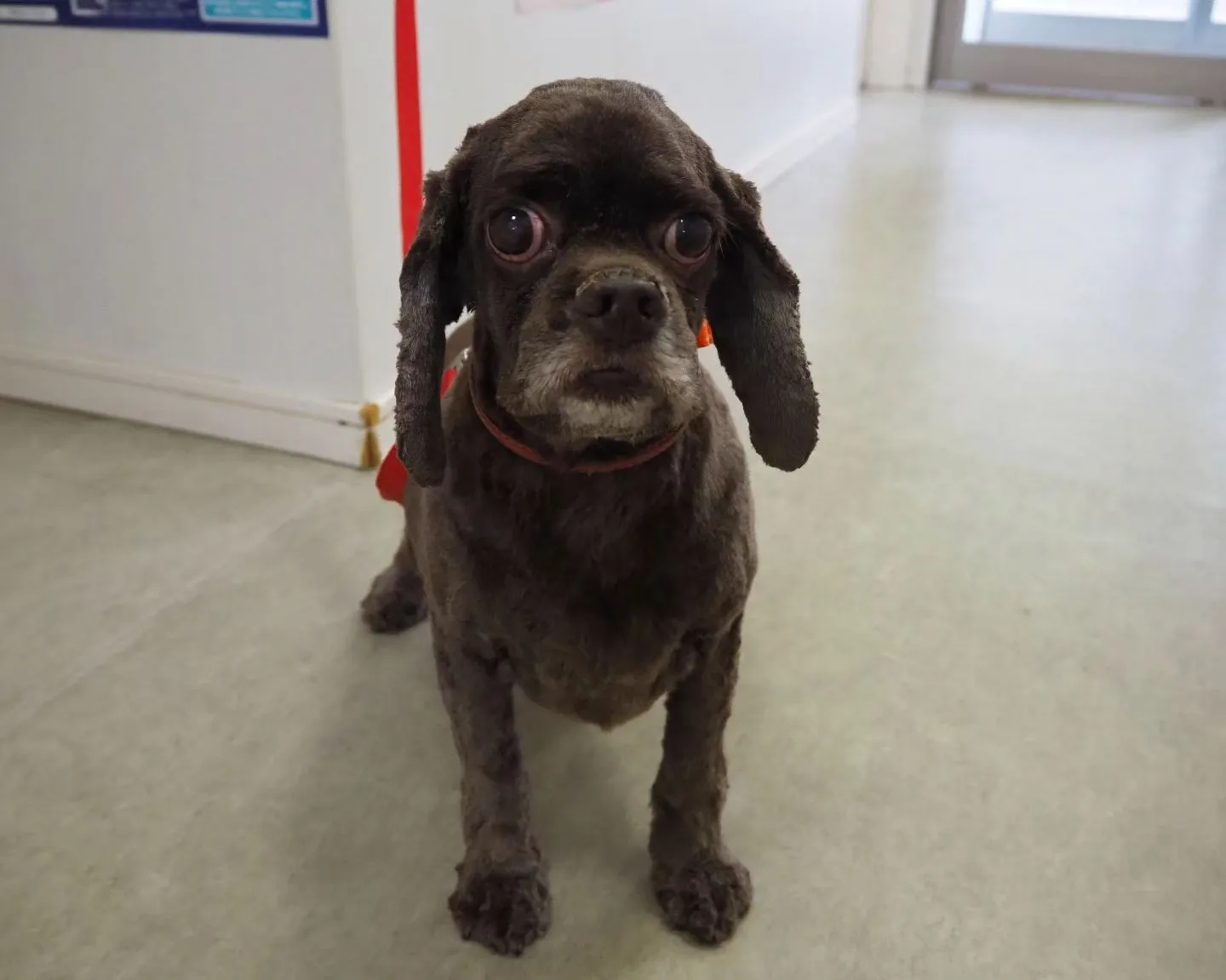 【トリミング】アメリカン・コッカースパニエル【バリカン仕上げ...