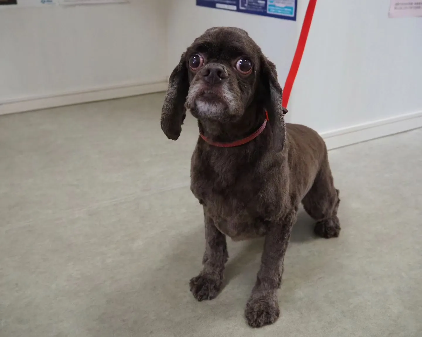 【トリミング】アメリカン・コッカースパニエル【バリカン仕上げ...