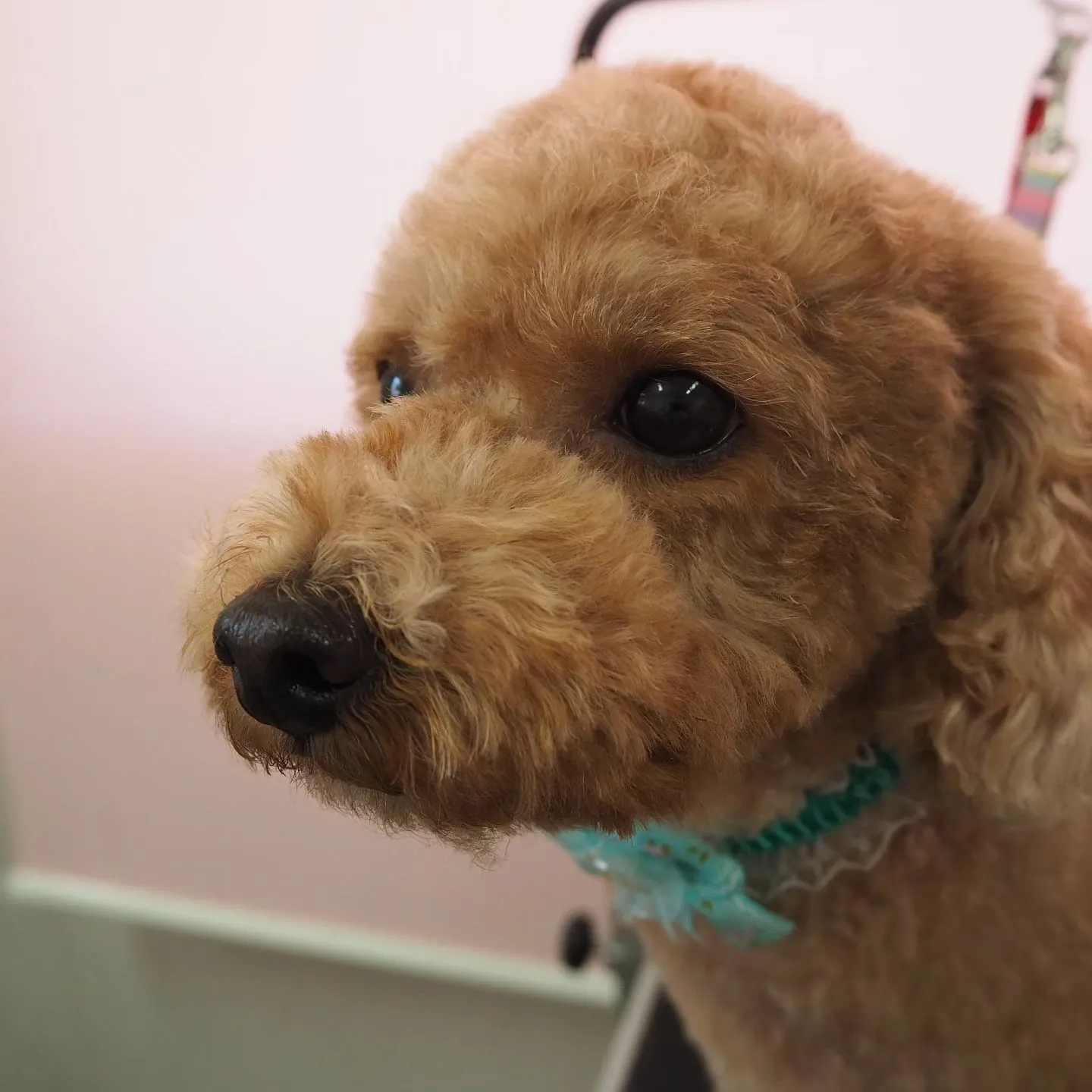 【トリミング】トイプードル【バリカン仕上げ】