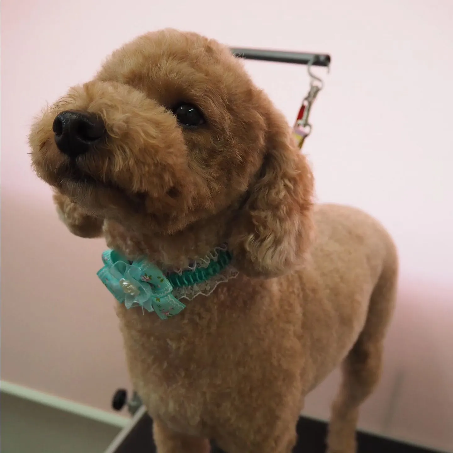 【トリミング】トイプードル【バリカン仕上げ】