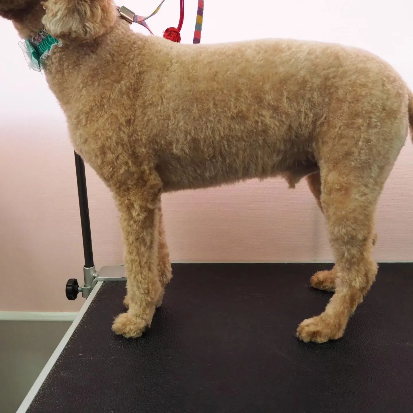 【トリミング】トイプードル【バリカン仕上げ】