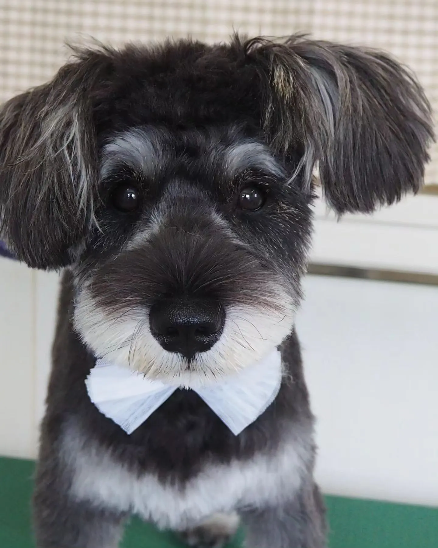 【トリミング】シュナウザー【お耳短め】