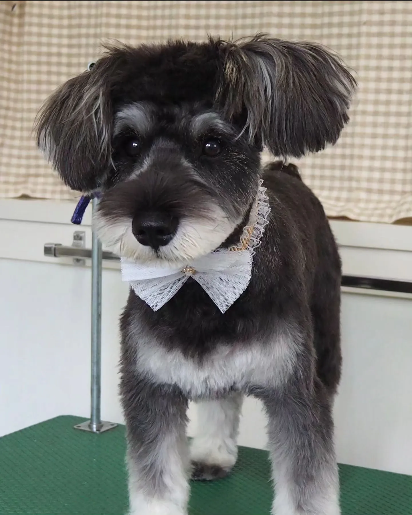 【トリミング】シュナウザー【お耳短め】